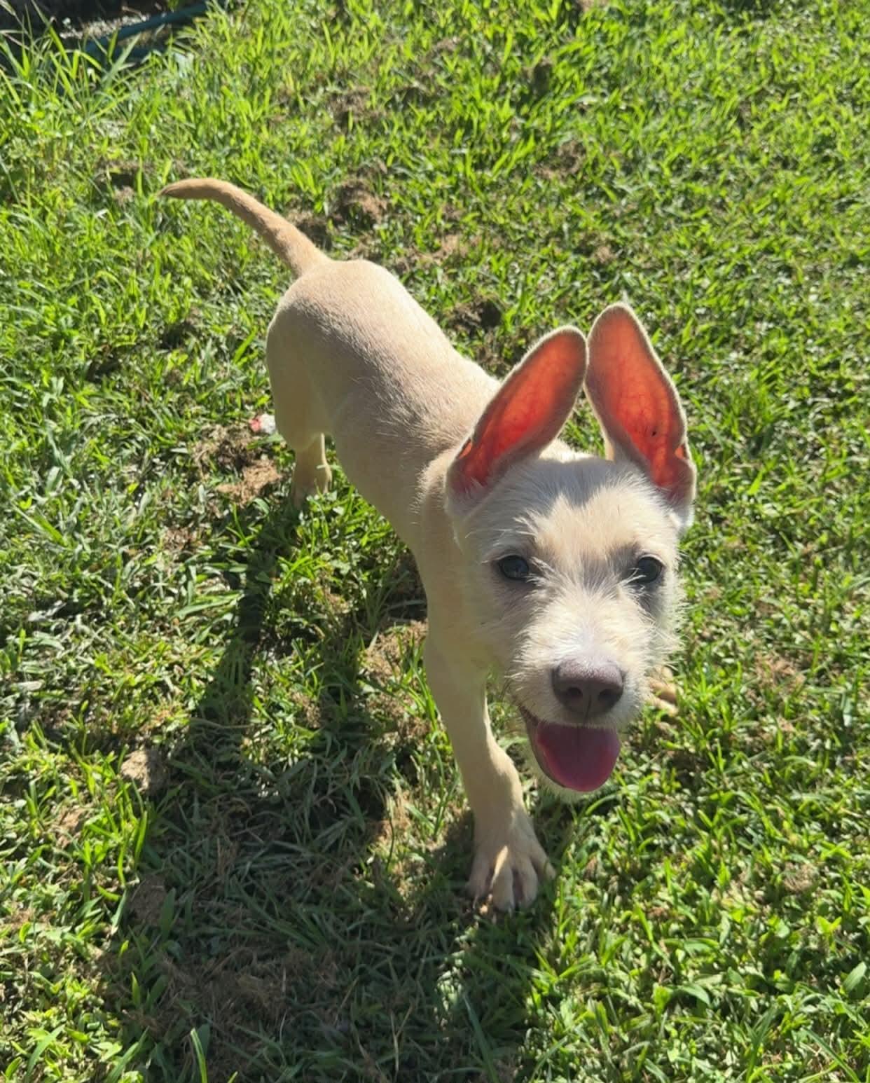 Enlarge "Swiss" cheese - ADOPTION PENDING, a Adoptable Terrier in Oakhurst, NJ image 2/3