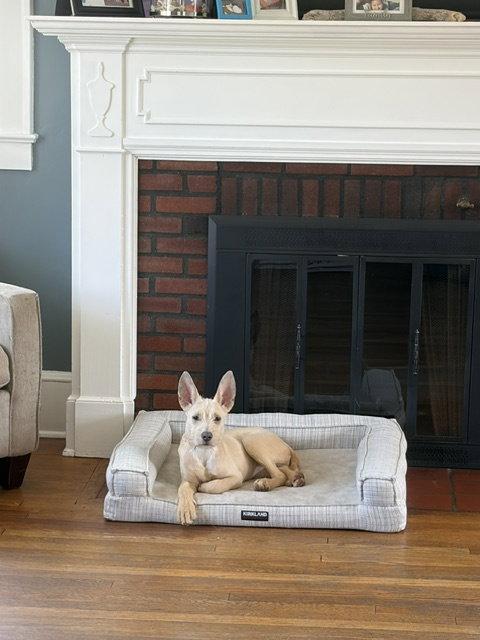 Enlarge "Swiss" cheese - ADOPTION PENDING, a Adoptable Terrier in Oakhurst, NJ image 3/3