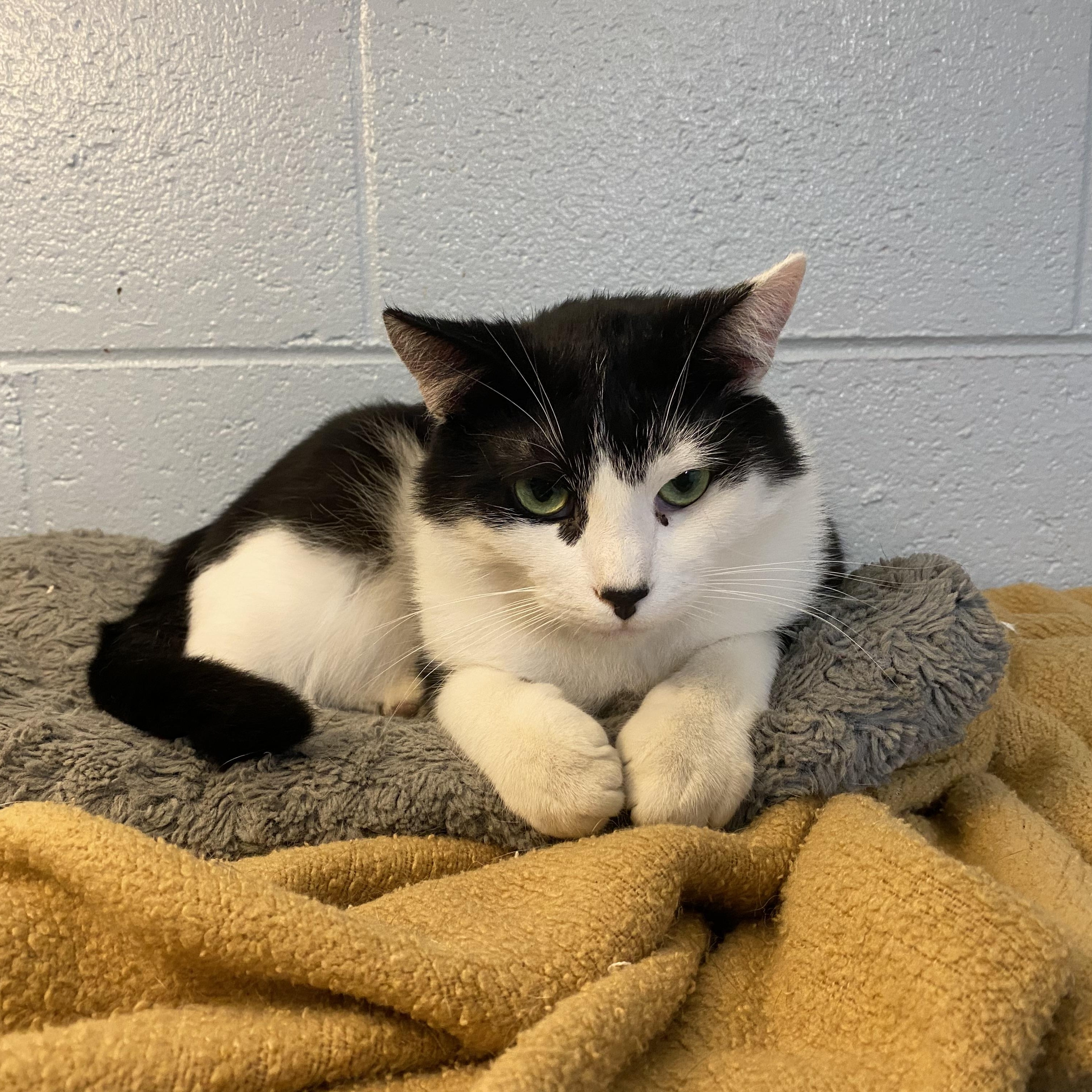 Cruz, Adoptable, Adult Male Domestic Short Hair.