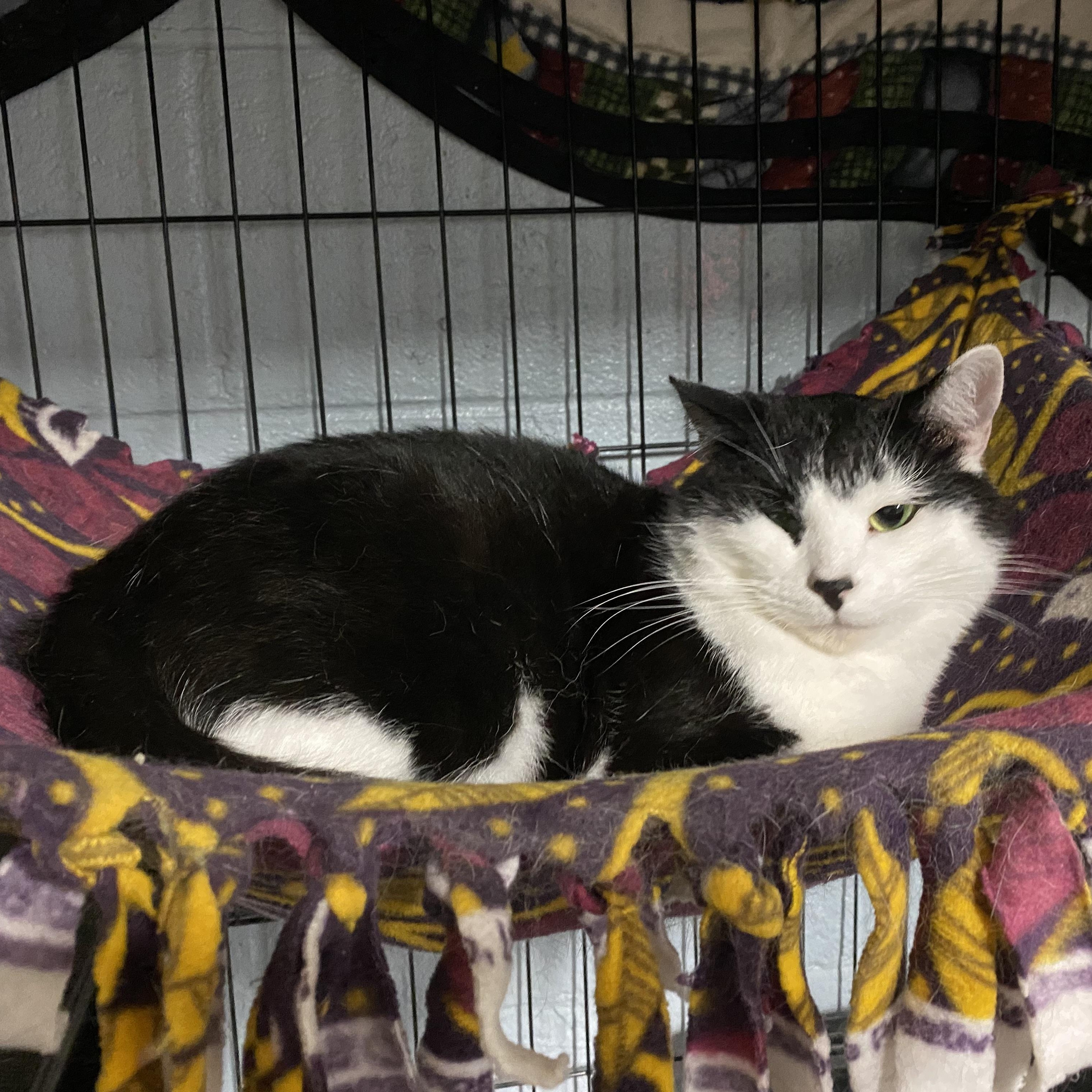 Enlarge Cruz, a Adoptable Domestic Short Hair in New Martinsville, WV image 2/3