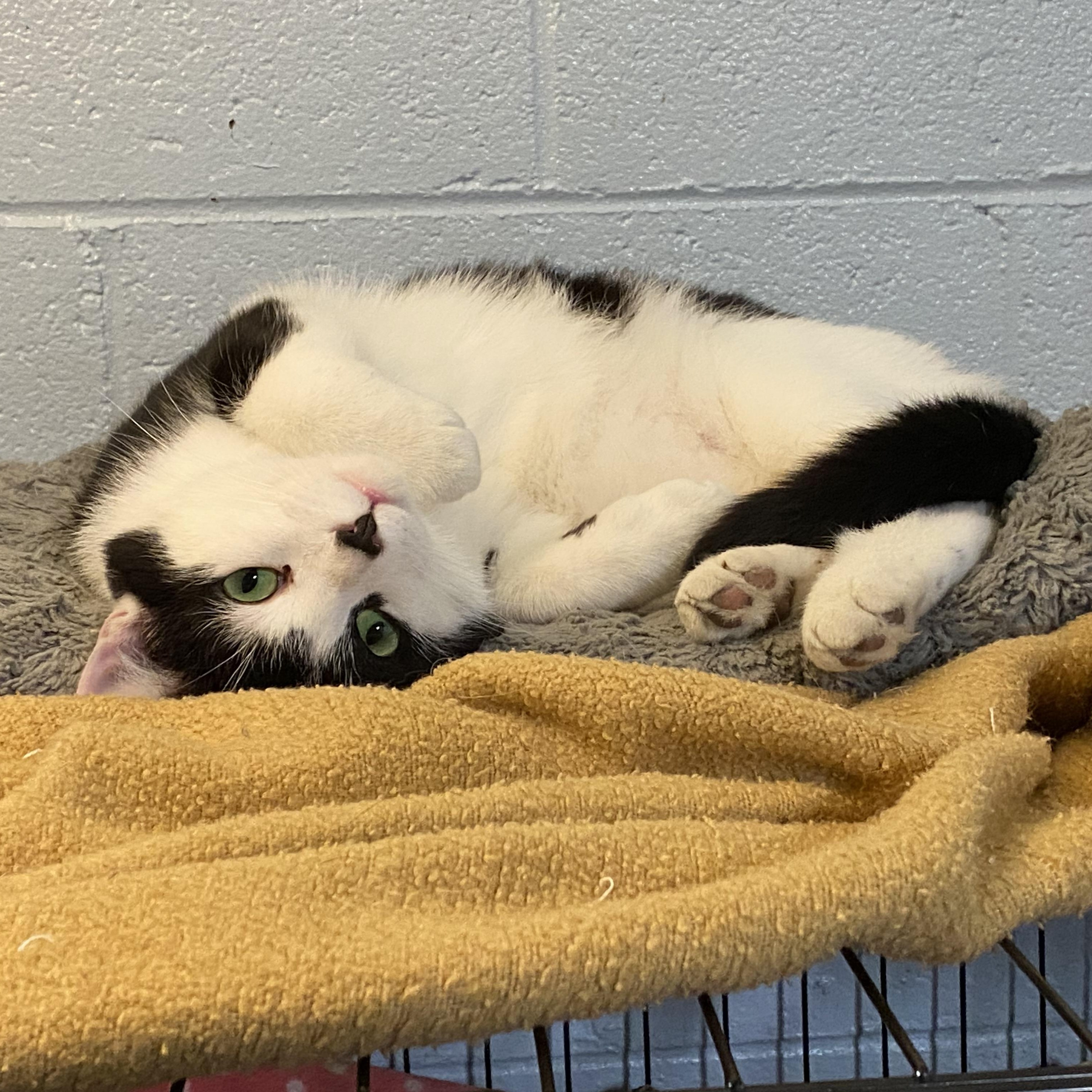 Enlarge Cruz, a Adoptable Domestic Short Hair in New Martinsville, WV image 3/3