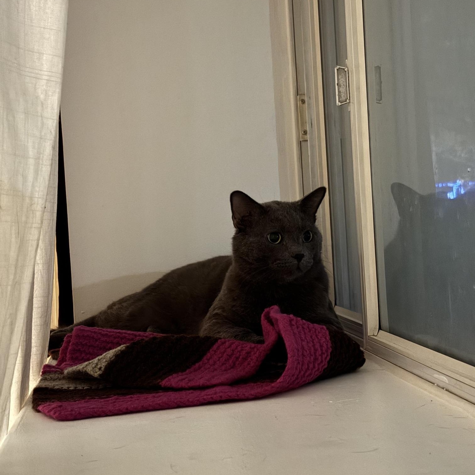 Murphy, a Adoptable Domestic Short Hair in Toronto, ON image 3/3