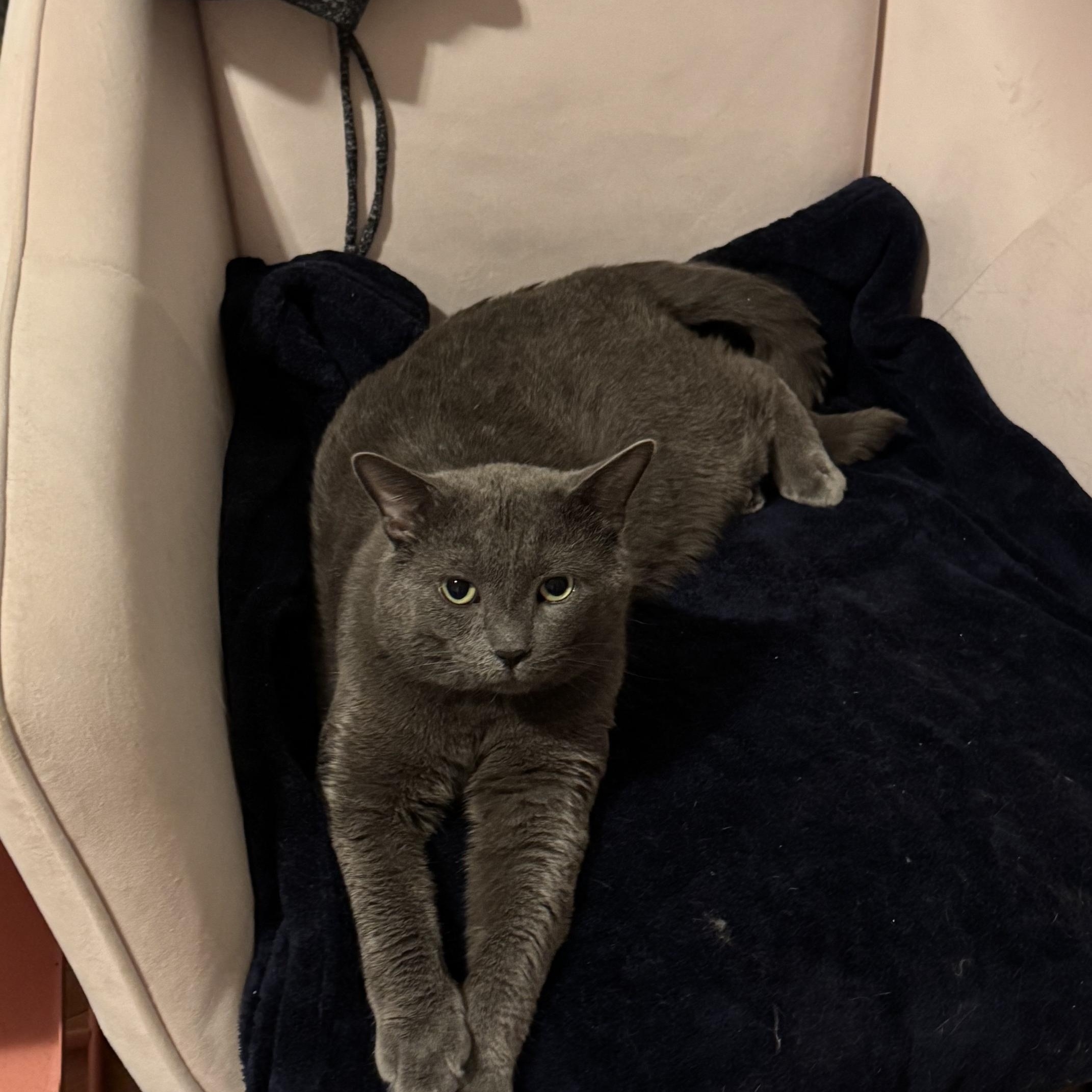 Murphy, a Adoptable Domestic Short Hair in Toronto, ON image 2/3