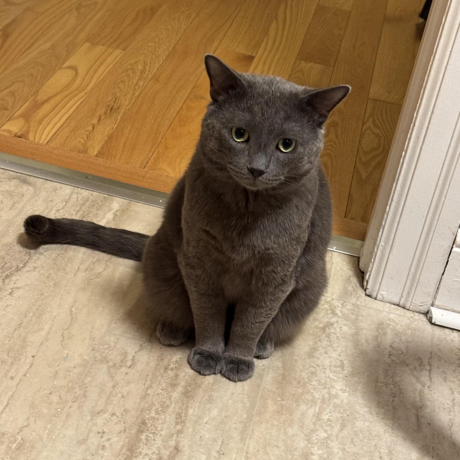 Murphy, Adoptable, Adult Male Domestic Short Hair.
