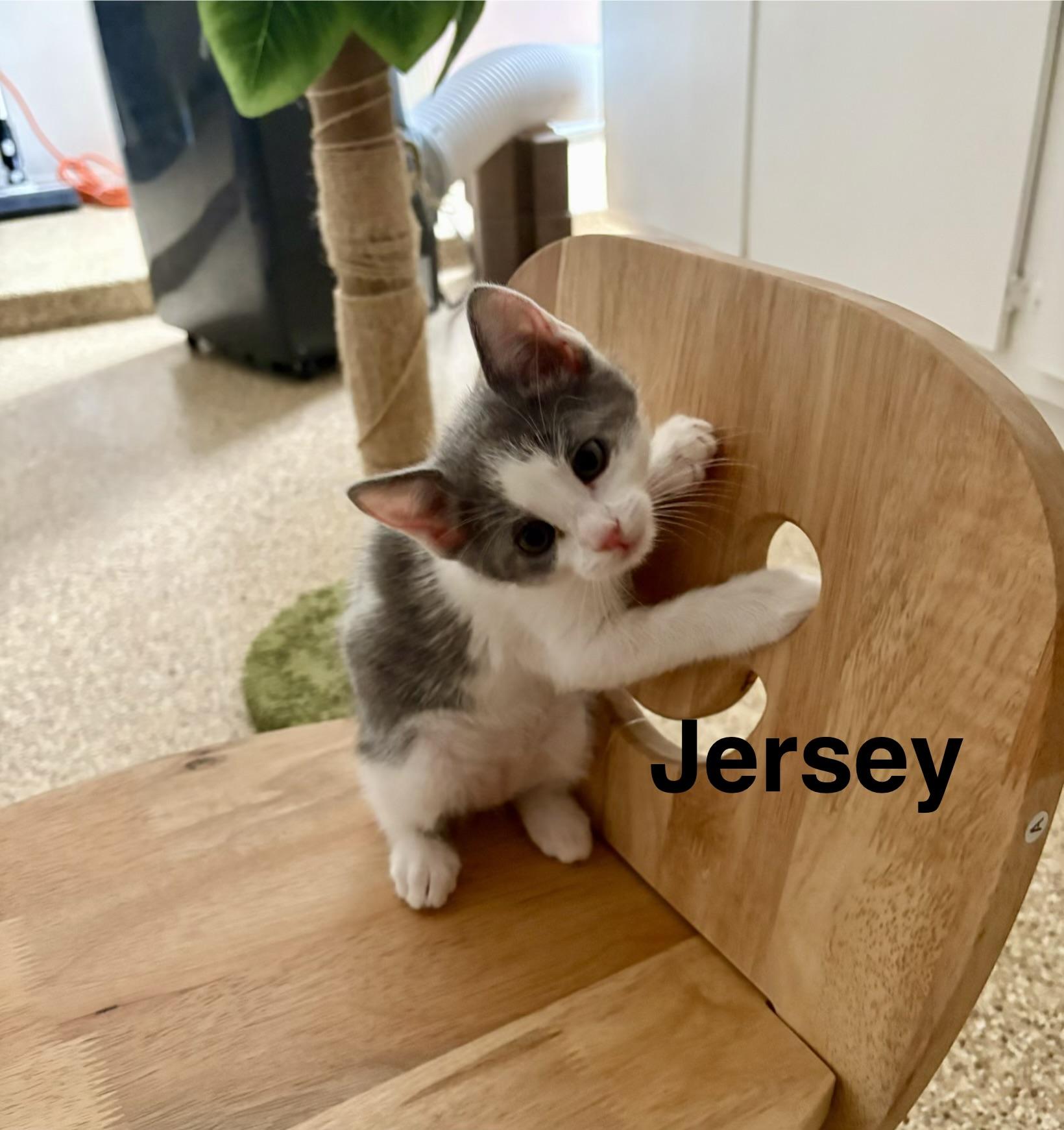 Enlarge Jersey Girl, a Adoptable Domestic Short Hair in Queen Creek, AZ image 1/2