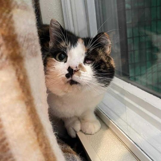 Enlarge Fruit Salad, a ADOPTABLE Domestic Short Hair in Winthrop, ME image 2/3