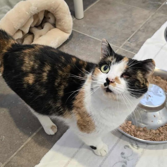 Enlarge Fruit Salad, a ADOPTABLE Domestic Short Hair in Winthrop, ME image 1/3