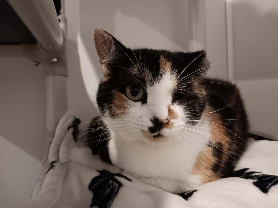 Enlarge Fruit Salad, a ADOPTABLE Domestic Short Hair in Winthrop, ME image 1/1