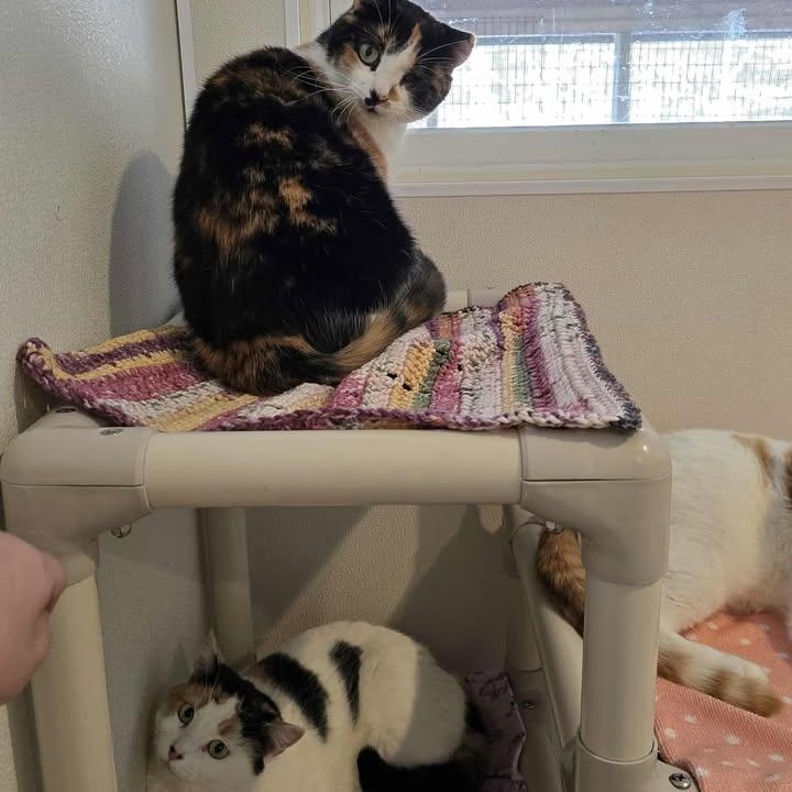 Enlarge Fruit Salad, a ADOPTABLE Domestic Short Hair in Winthrop, ME image 3/3