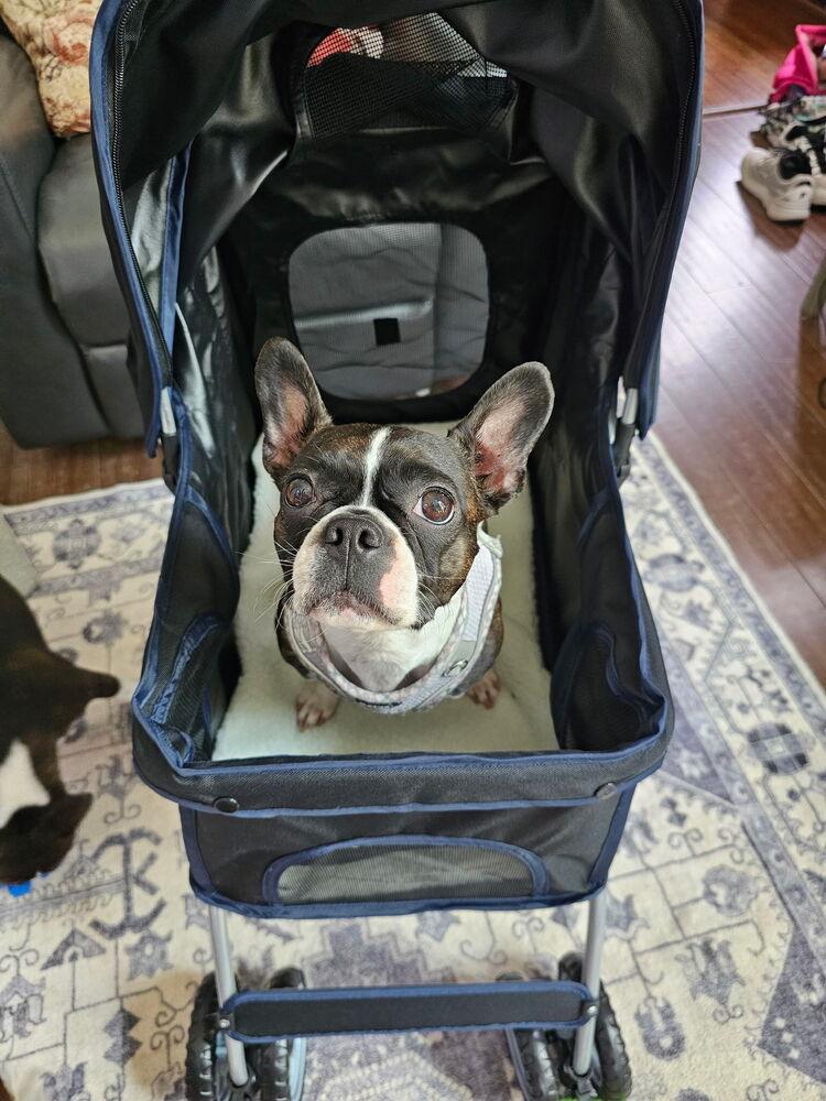Ruby, Adoptable, Young Female Boston Terrier.