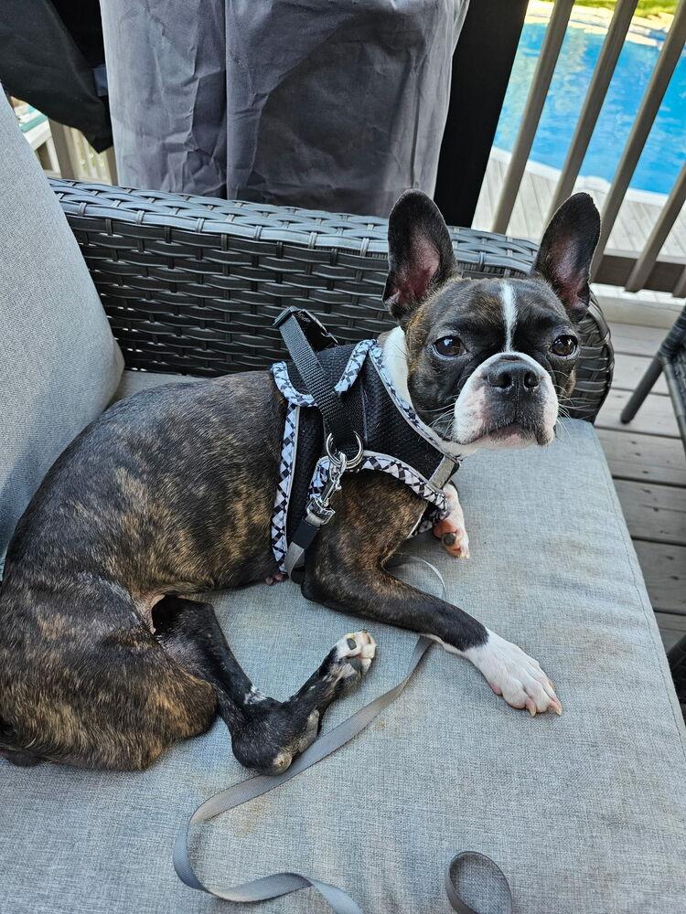 Enlarge Ruby, a Adoptable Boston Terrier in Jackson, TN image 2/6