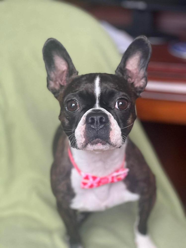 Enlarge Ruby, a Adoptable Boston Terrier in Jackson, TN image 3/6