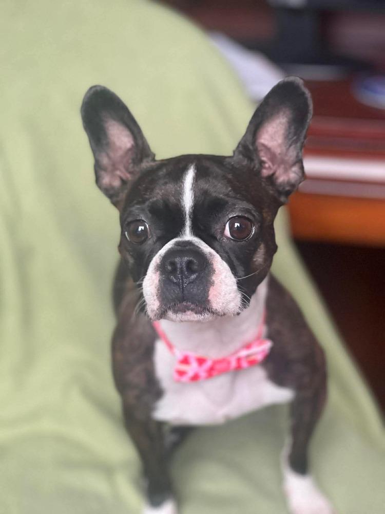 Enlarge Ruby, a Adoptable Boston Terrier in Jackson, TN image 4/6