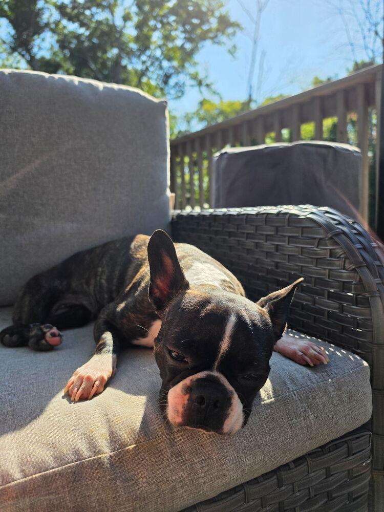 Enlarge Ruby, a Adoptable Boston Terrier in Jackson, TN image 5/6