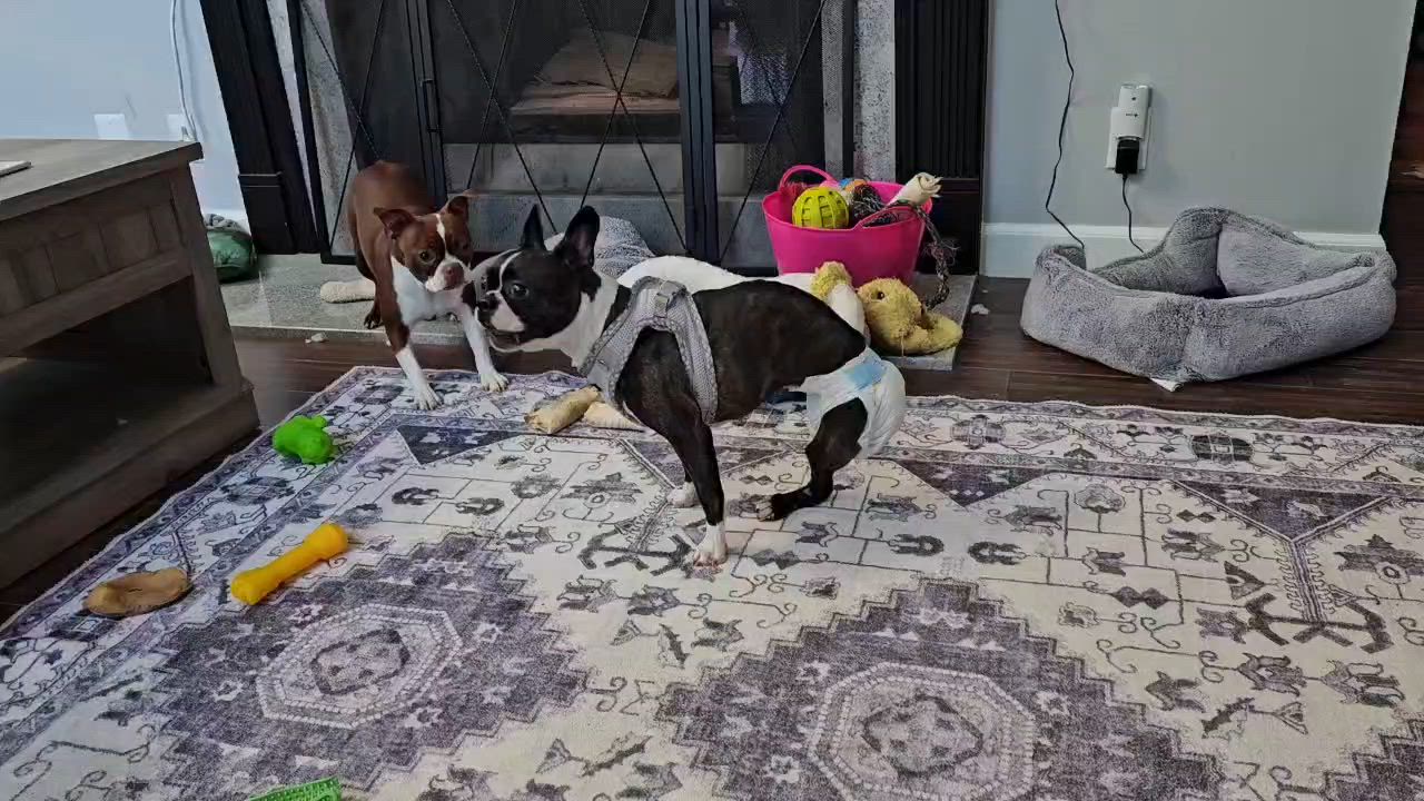 Enlarge Ruby, a Adoptable Boston Terrier in Jackson, TN video 6/6