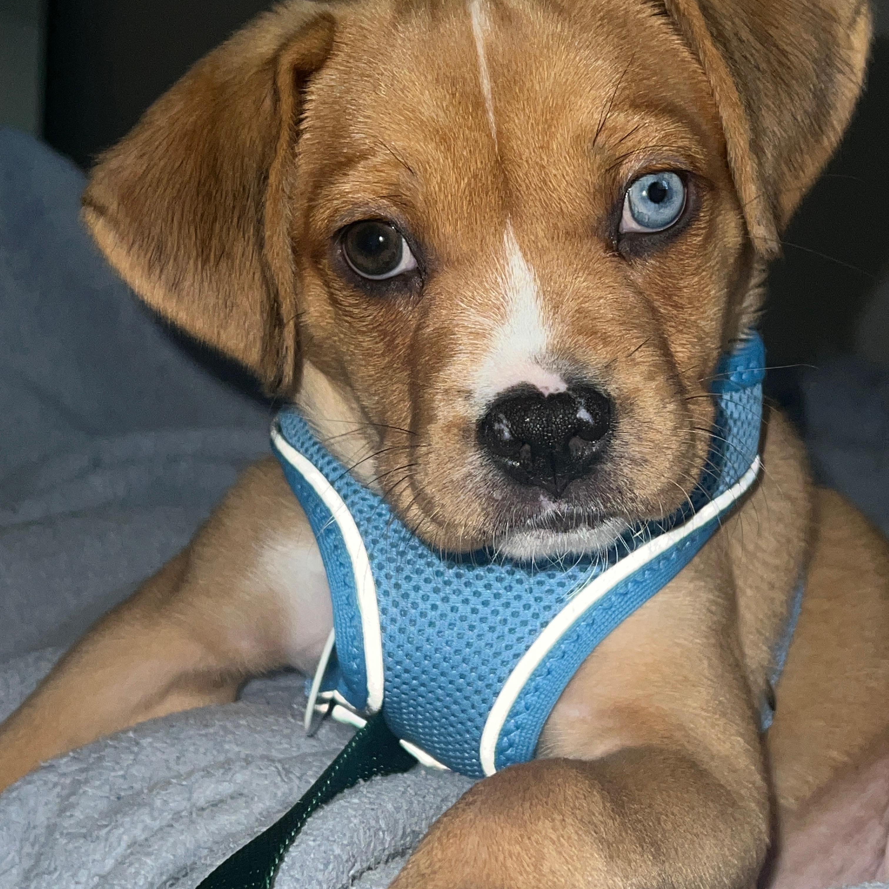 Trixie, adopted, Young Female Mixed Breed.