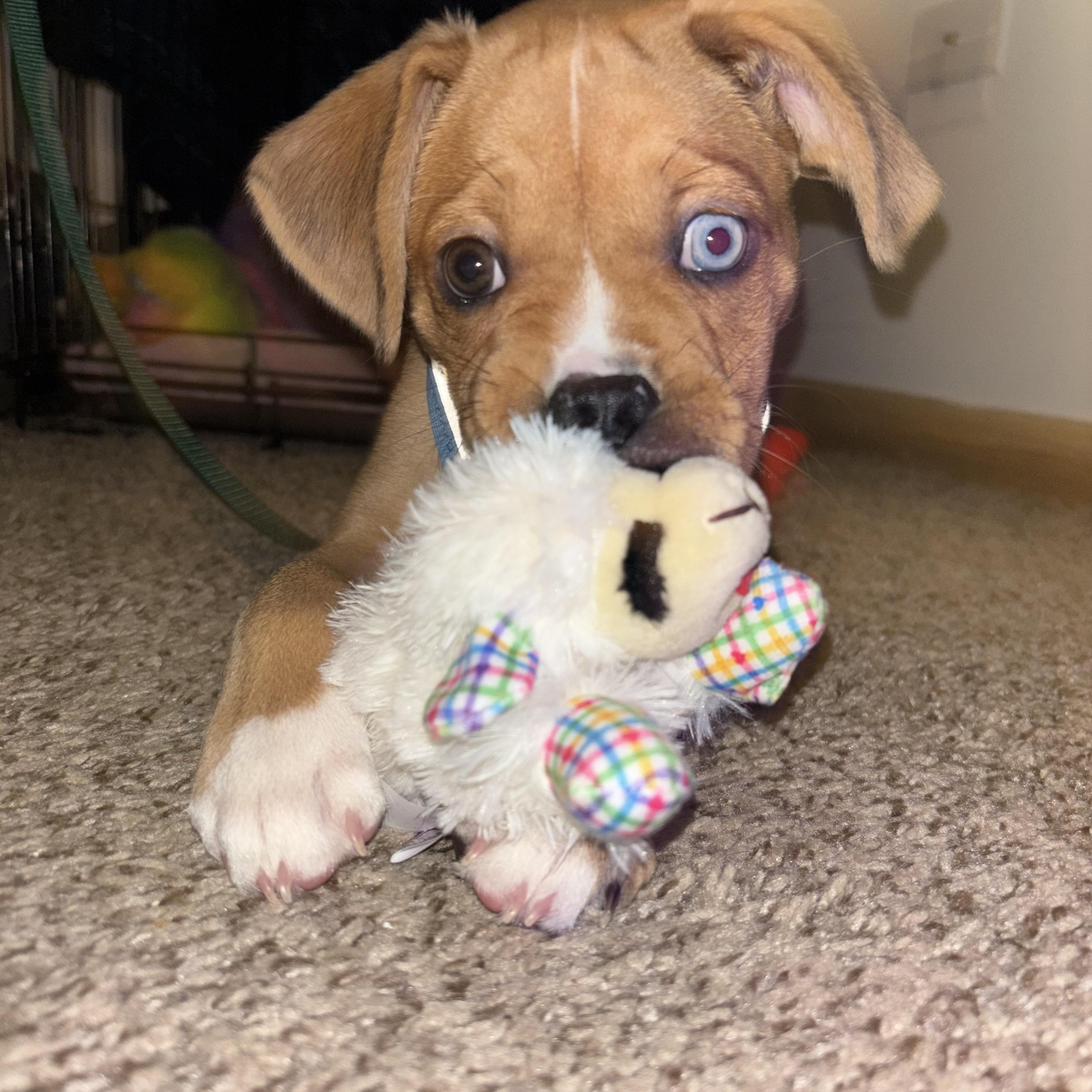 Trixie, an adopted Mixed Breed in Chicago, IL image 3/5