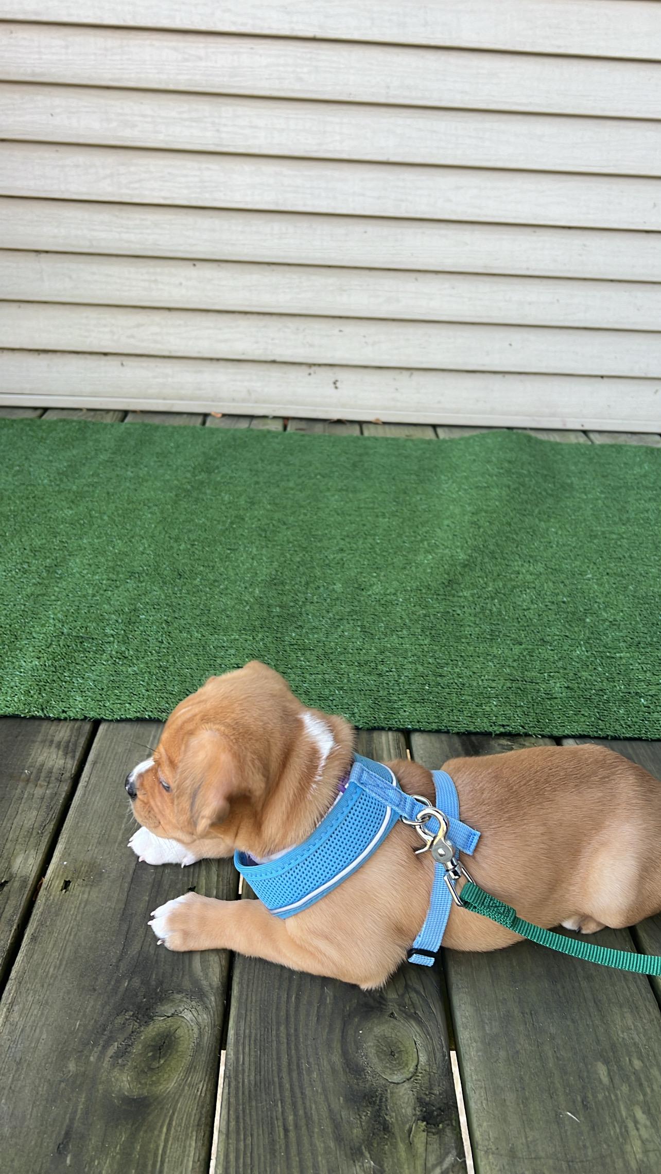 Trixie, an adopted Mixed Breed in Chicago, IL image 4/5