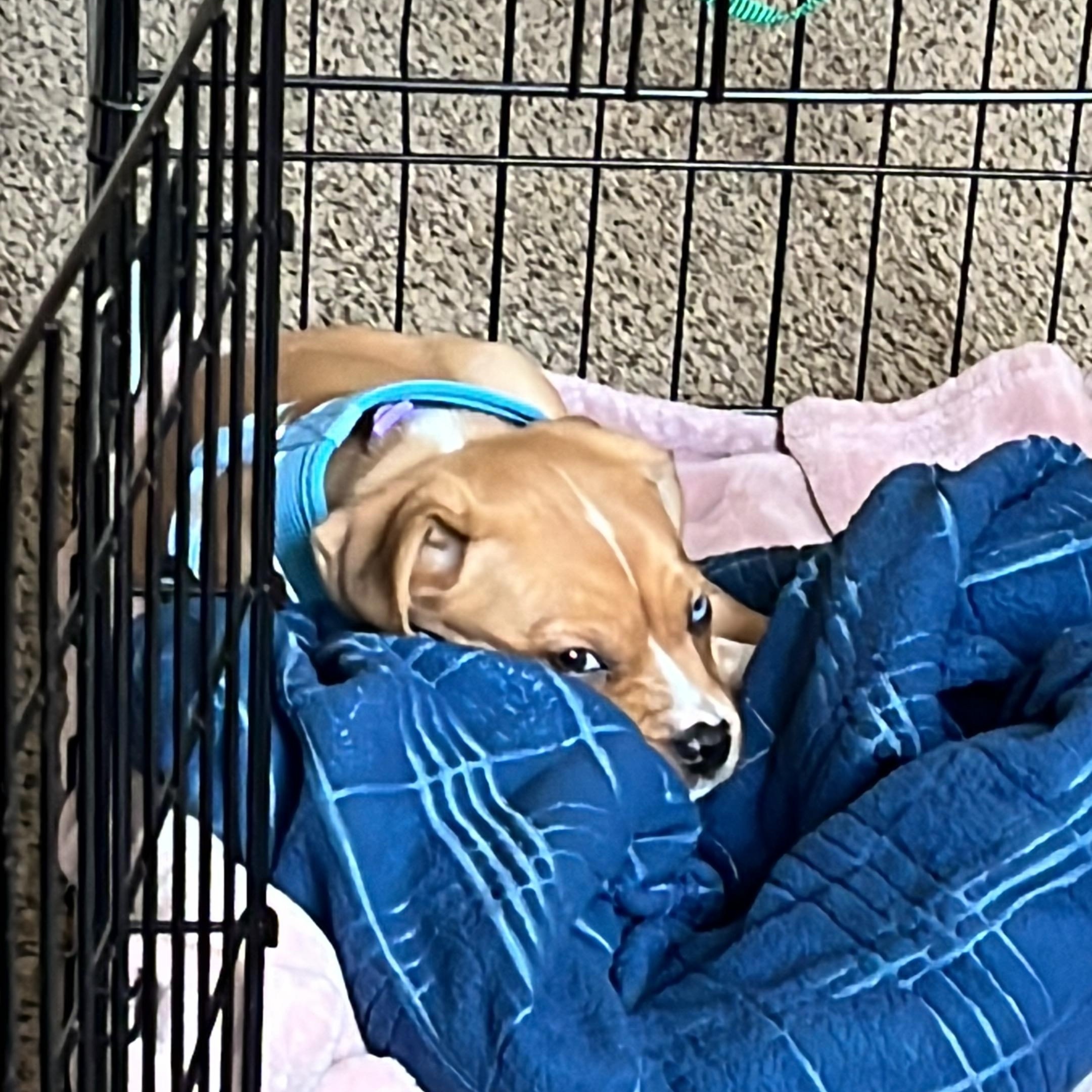 Trixie, an adopted Mixed Breed in Chicago, IL image 5/5