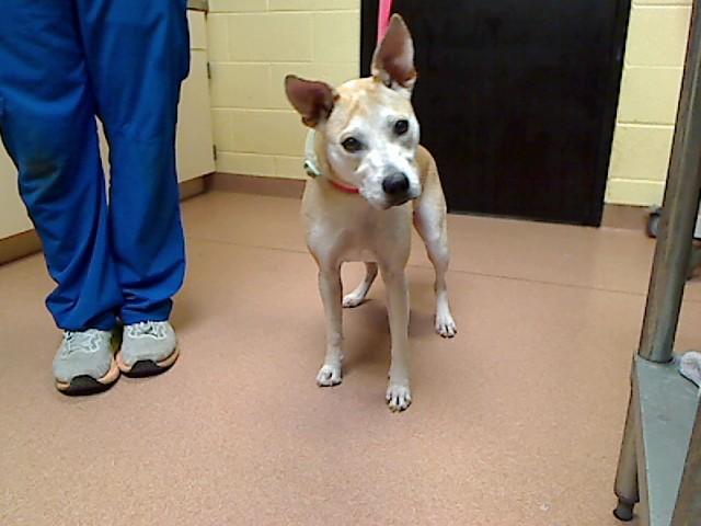 Enlarge MCFLURRY, a Adoptable mixed breed in Cookeville, TN image 1/1
