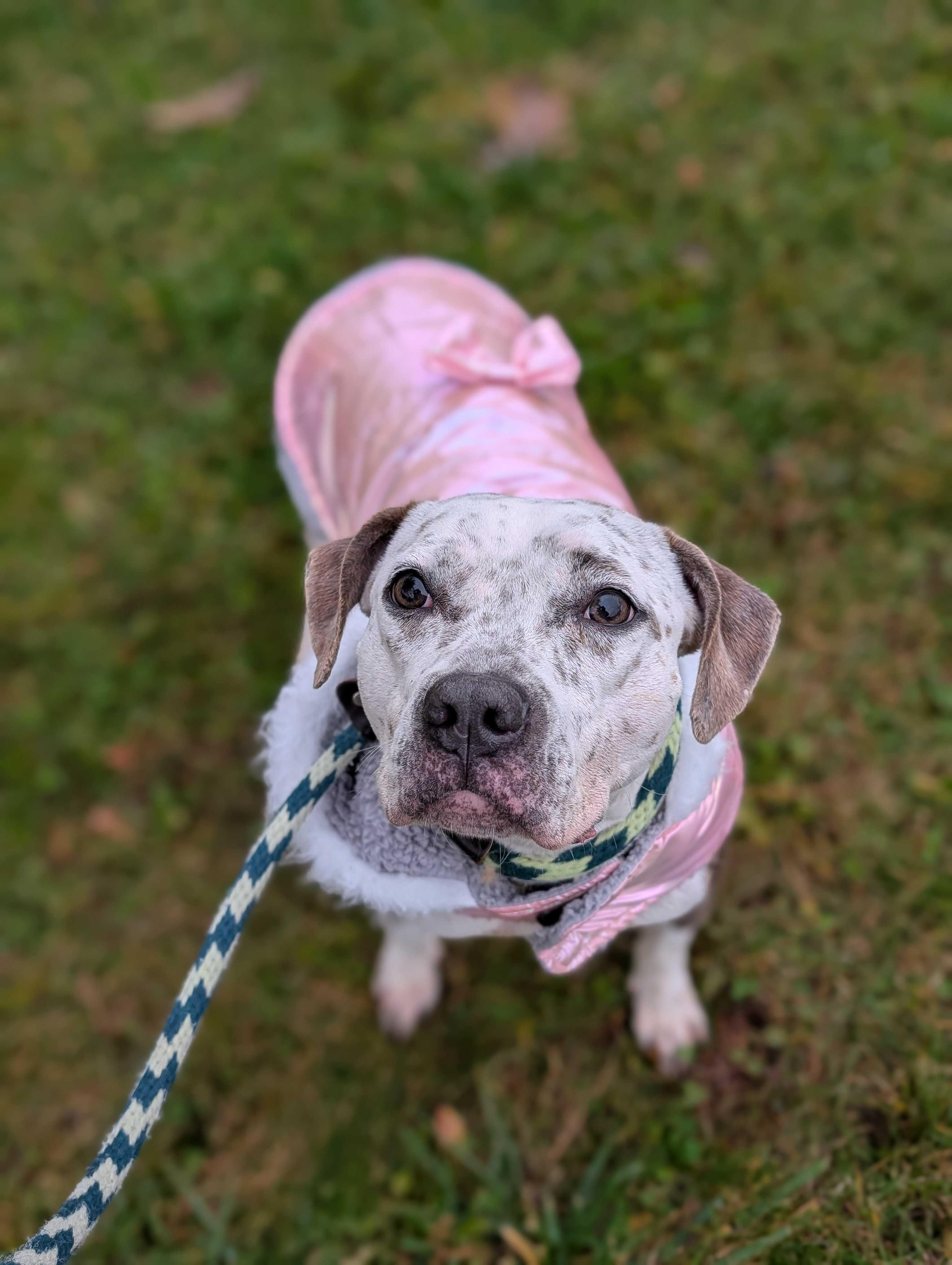 Lola, Adoptable, Young Female Pit Bull Terrier.