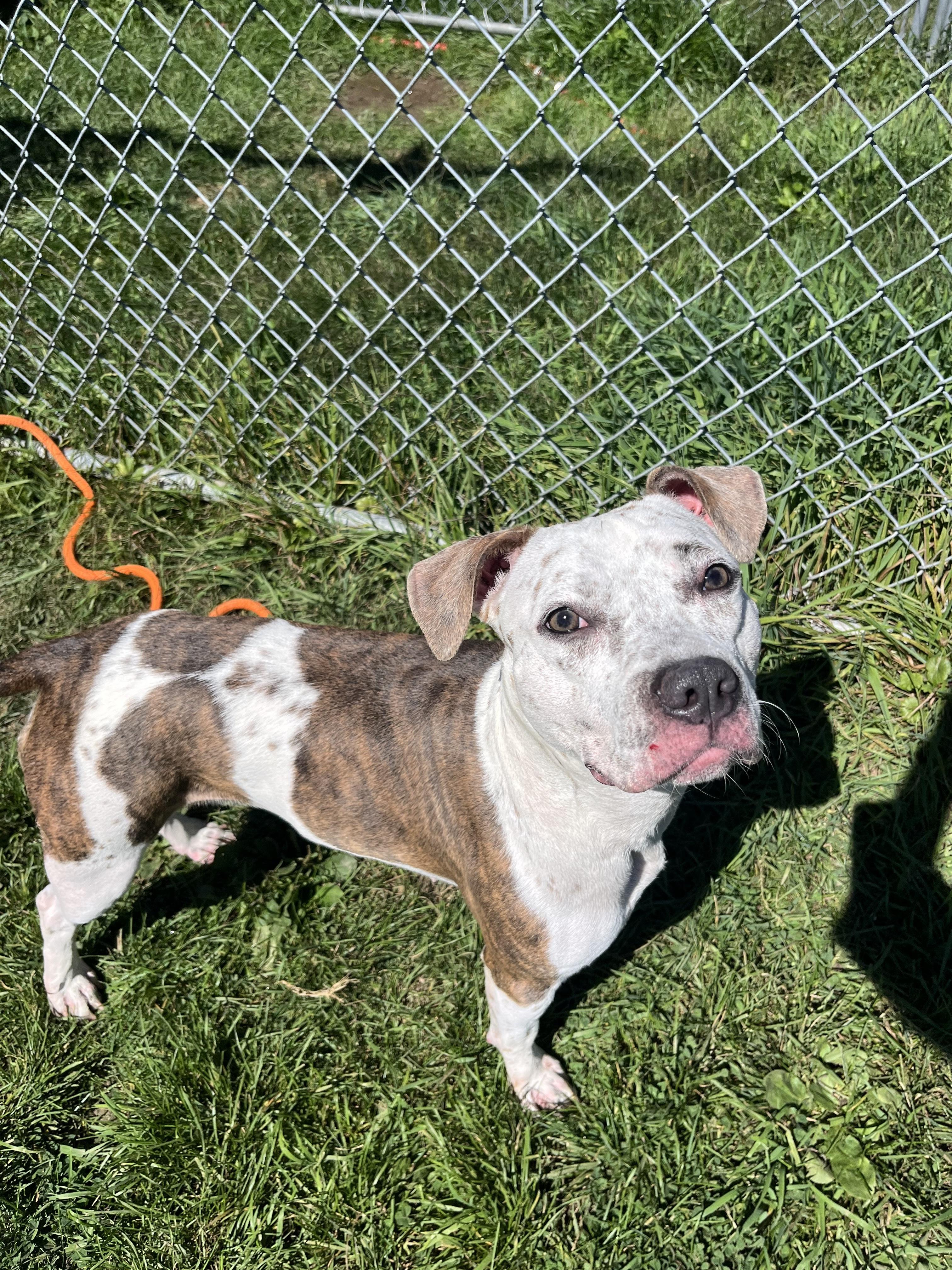 Lola, a Adoptable mixed breed in Lafayette, NJ image 2/4