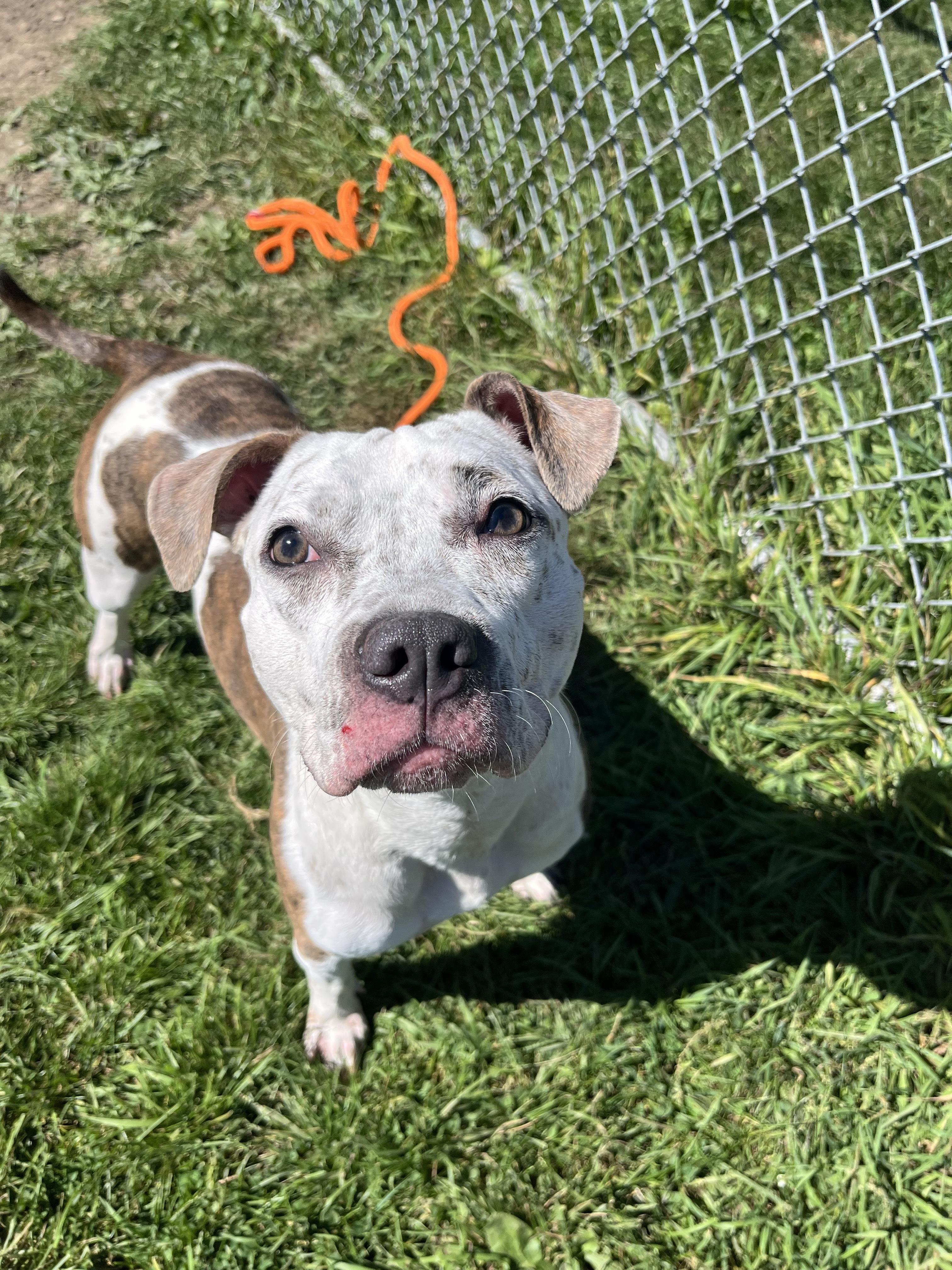Lola, a Adoptable mixed breed in Lafayette, NJ image 3/4