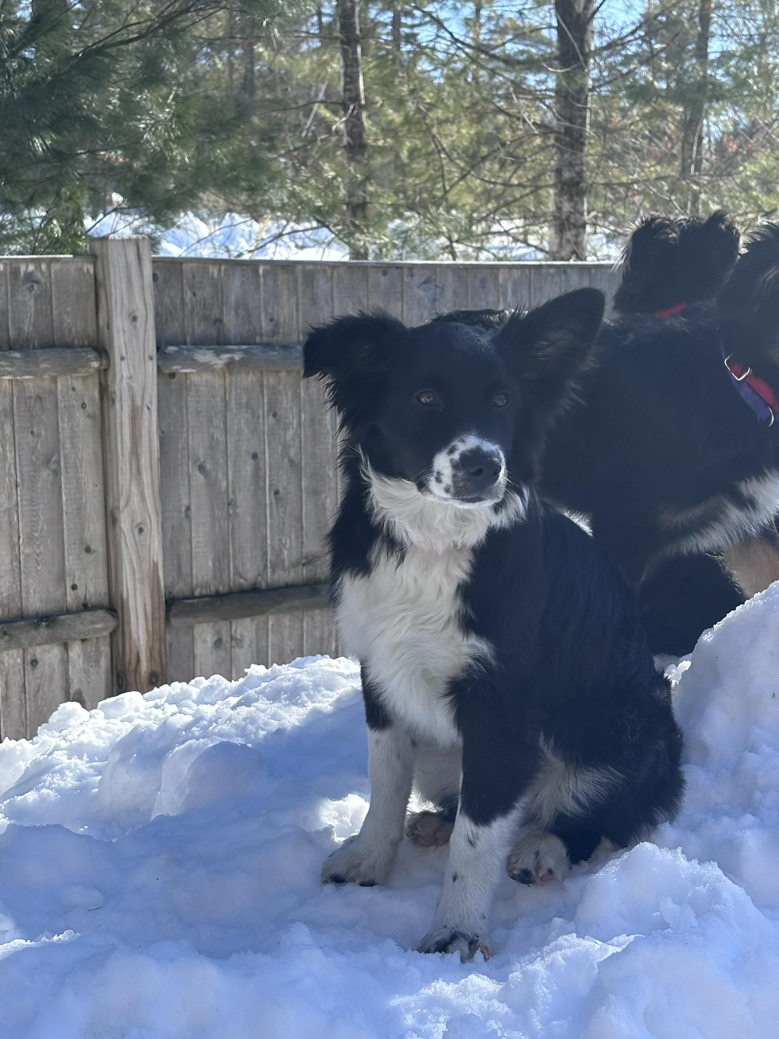 Enlarge Ivy, a Adoptable mixed breed in Pembroke, MA image 2/3