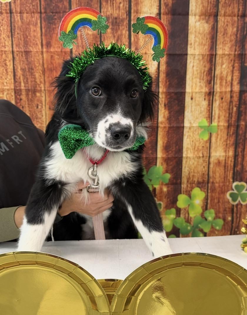 Enlarge Ivy, a Adoptable mixed breed in Pembroke, MA image 3/3