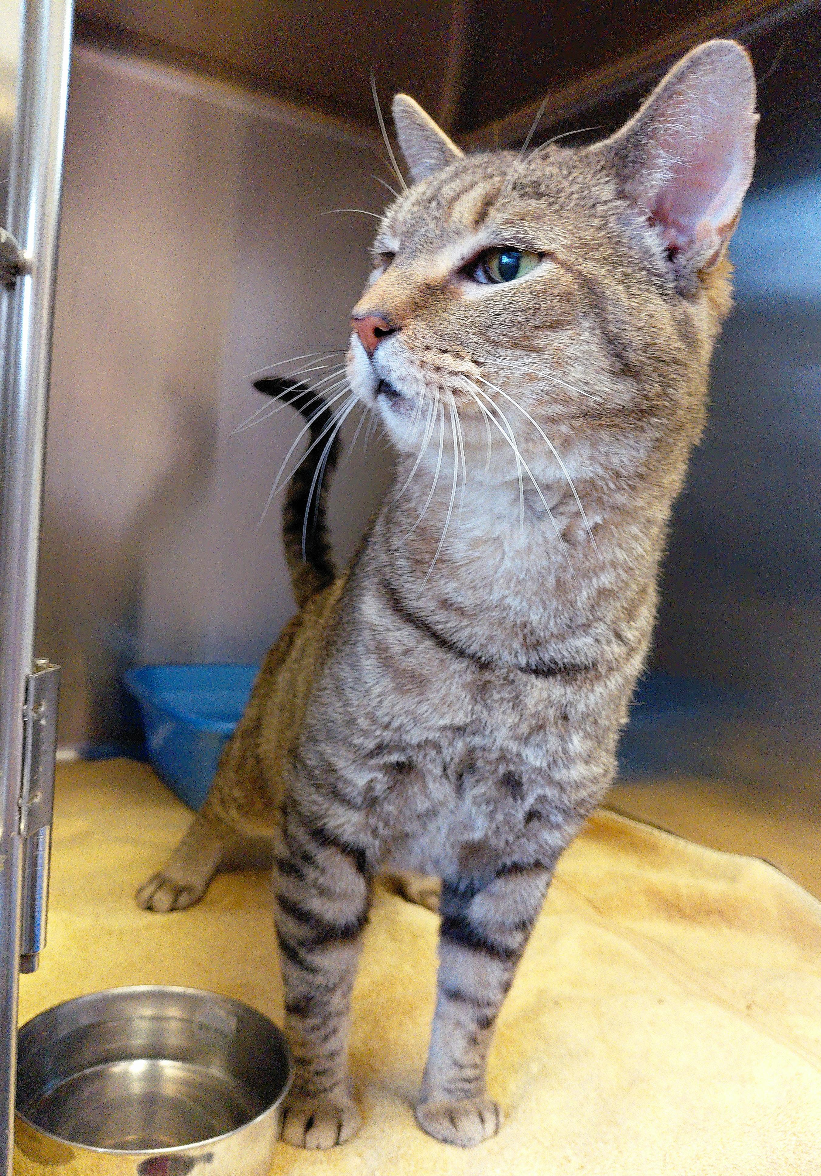 Enlarge Luke, a ADOPTABLE Domestic Short Hair in Stanley, VA image 5/5