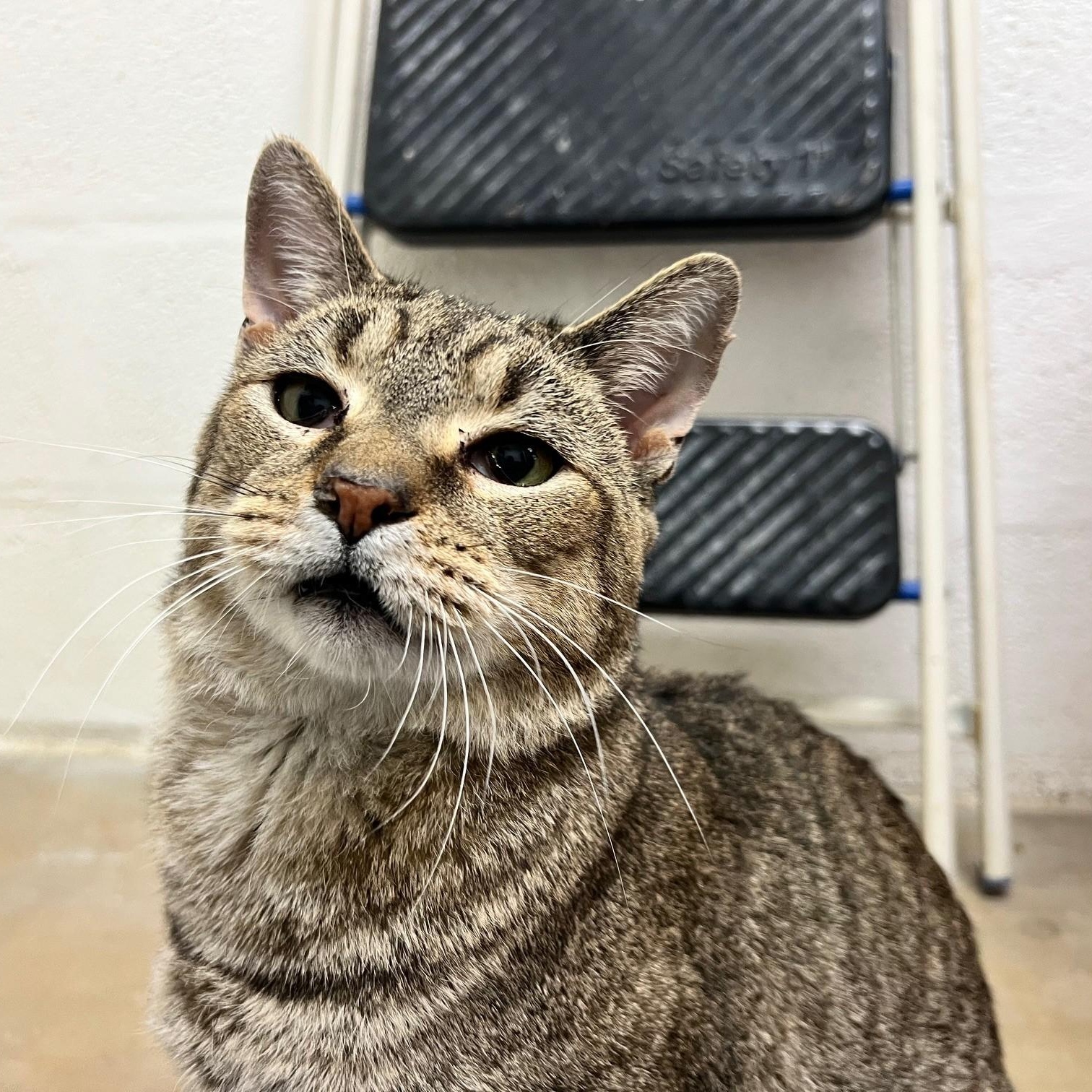 Enlarge Luke, a ADOPTABLE Domestic Short Hair in Stanley, VA image 1/5