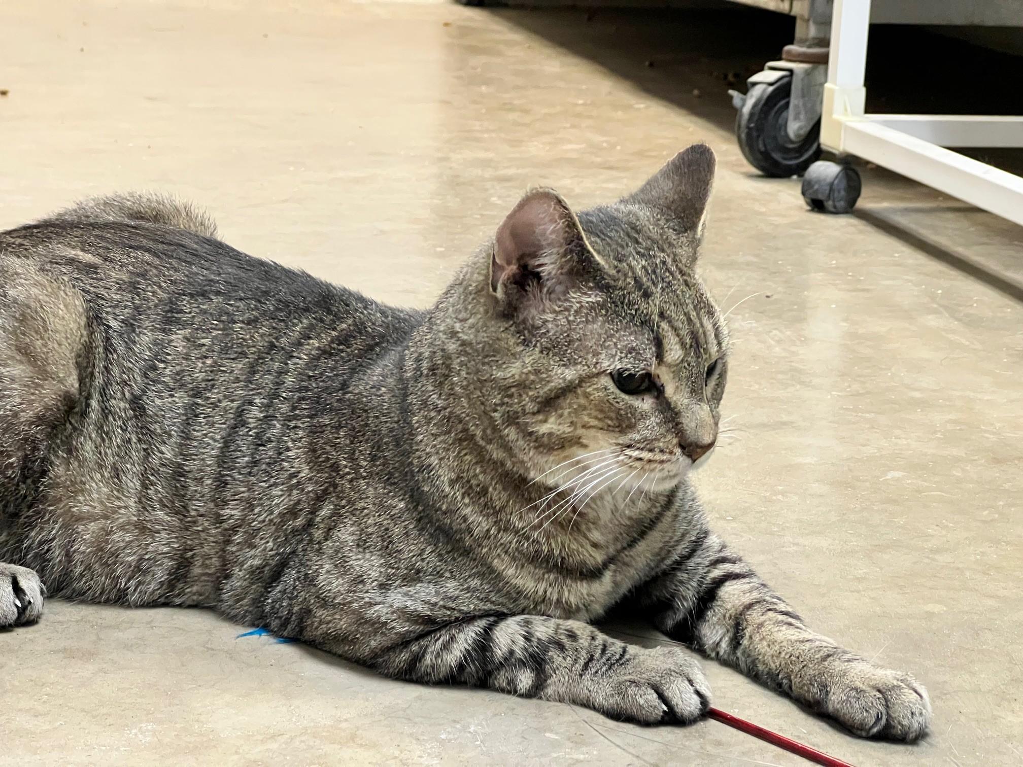 Enlarge Luke, a ADOPTABLE Domestic Short Hair in Stanley, VA image 4/5