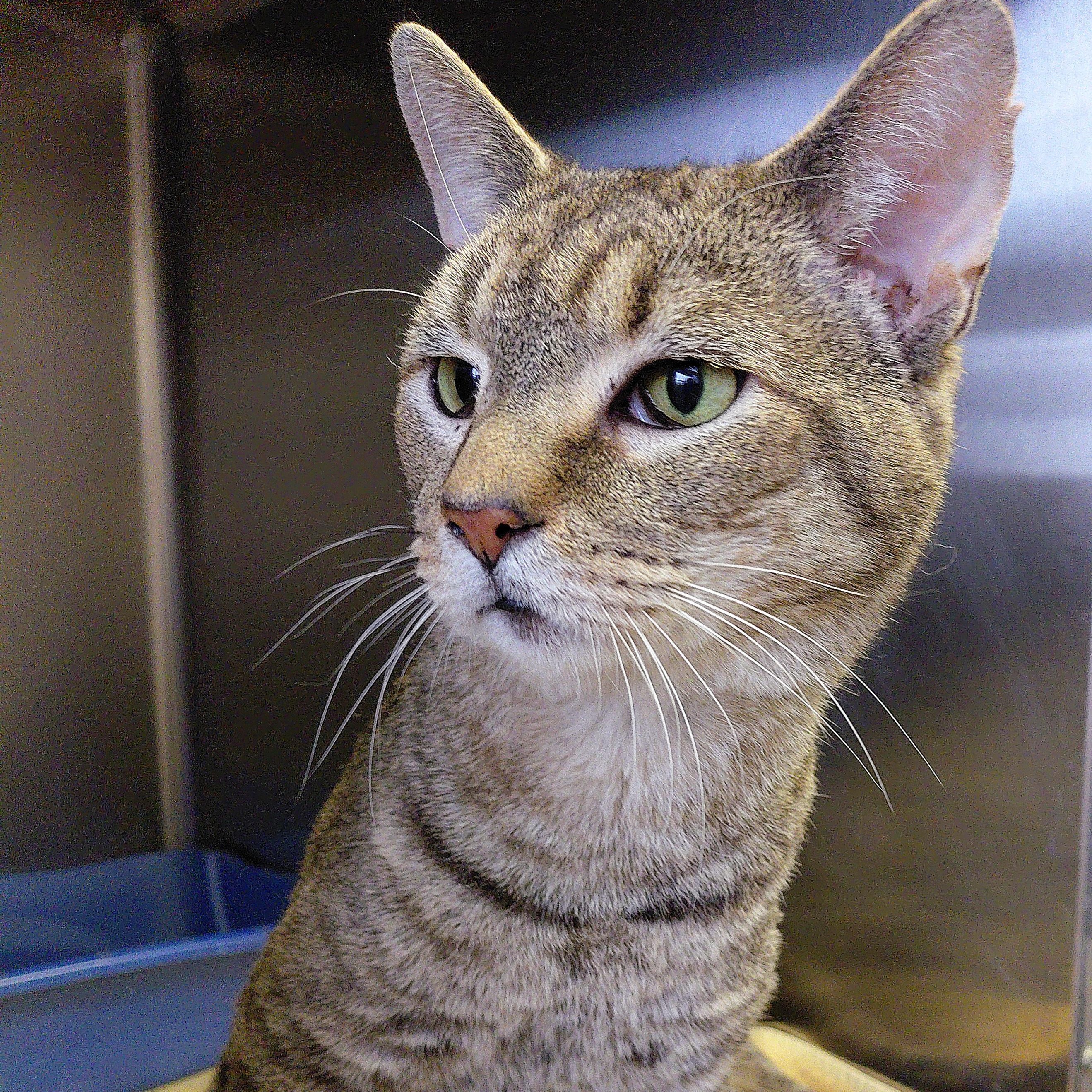 Enlarge Luke, a ADOPTABLE Domestic Short Hair in Stanley, VA image 2/5