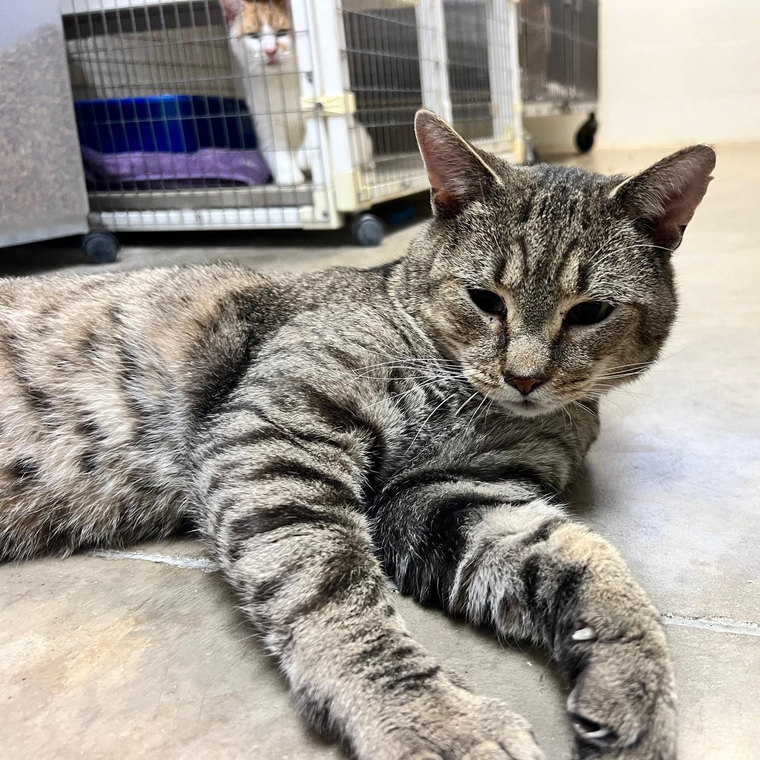 Enlarge Luke, a ADOPTABLE Domestic Short Hair in Stanley, VA image 3/5