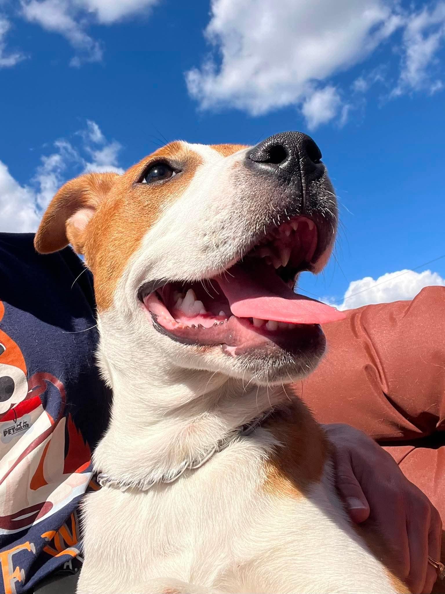 Enlarge Mac, an adopted mixed breed in Parma, OH image 5/5