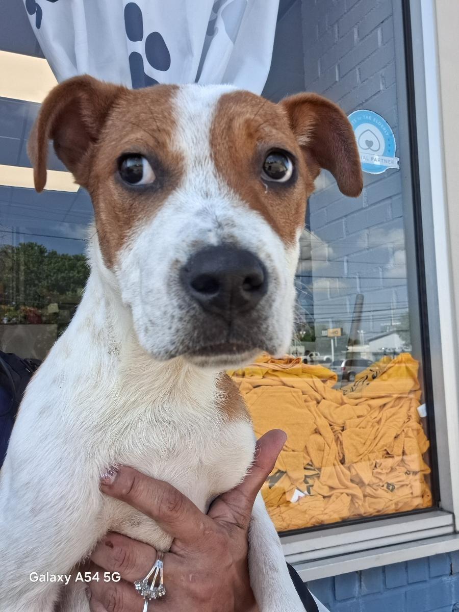 Enlarge Mac, a Adoptable mixed breed in Parma, OH image 1/1