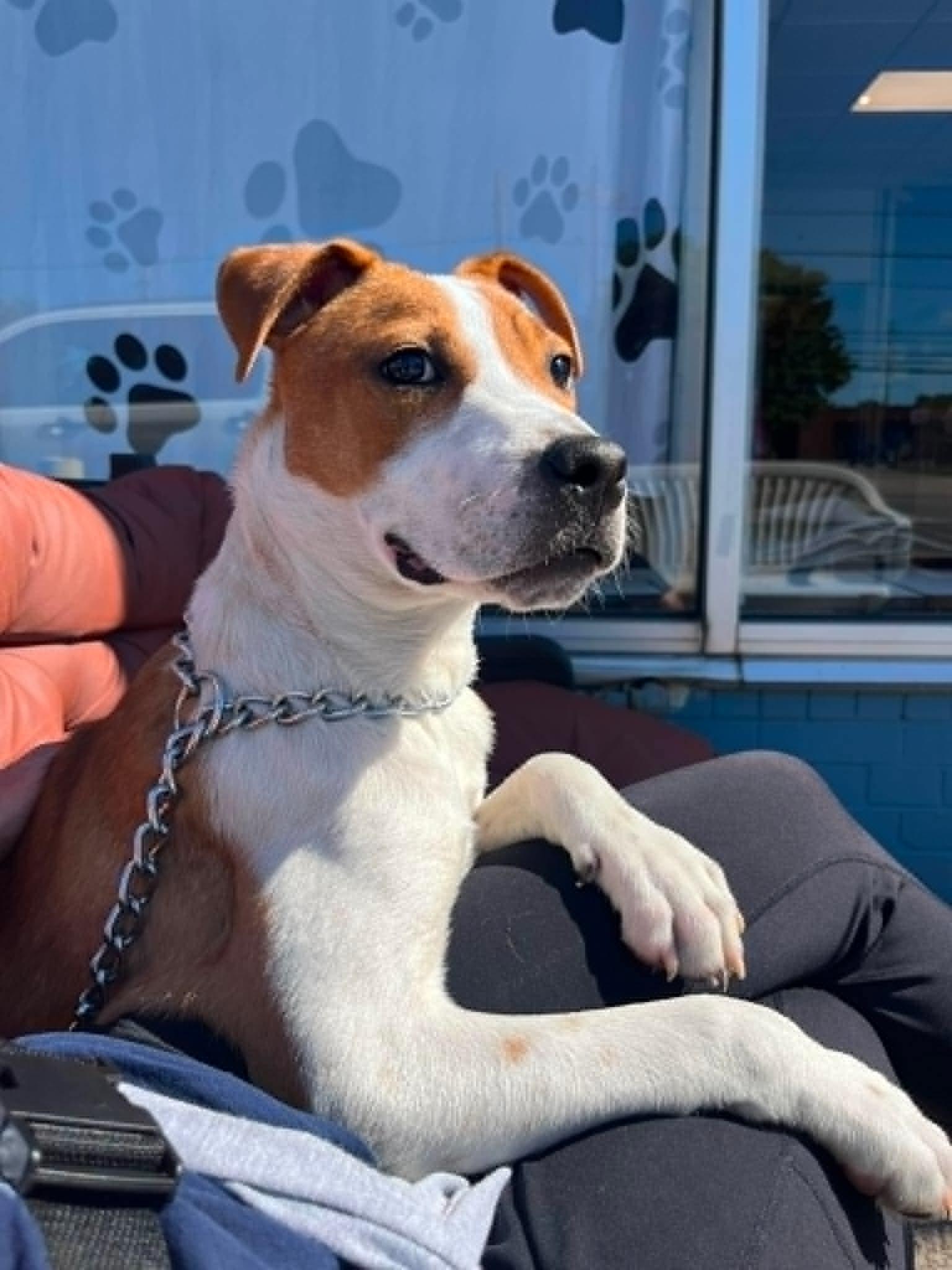 Enlarge Mac, an adopted mixed breed in Parma, OH image 4/5