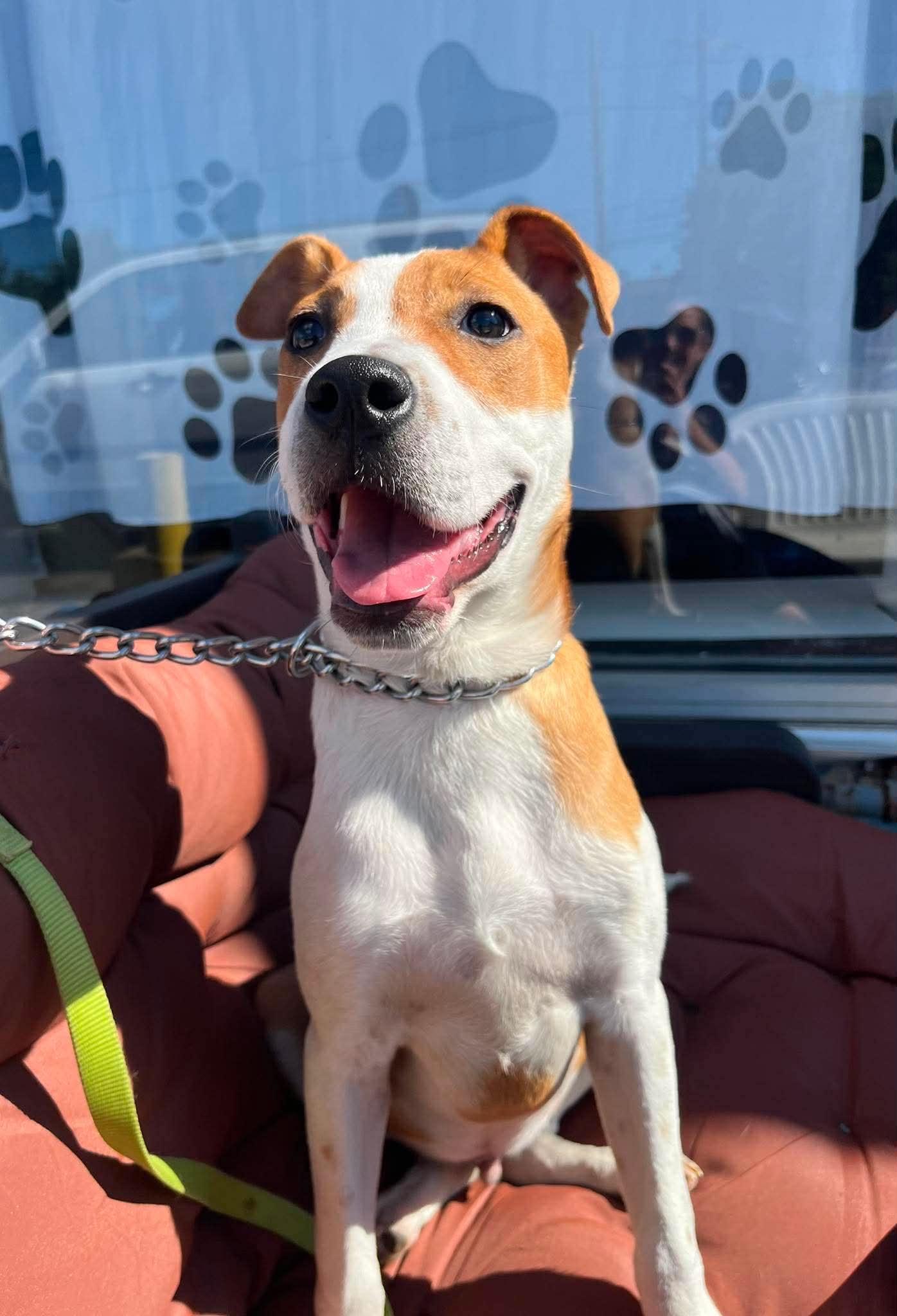 Enlarge Mac, an adopted mixed breed in Parma, OH image 1/5