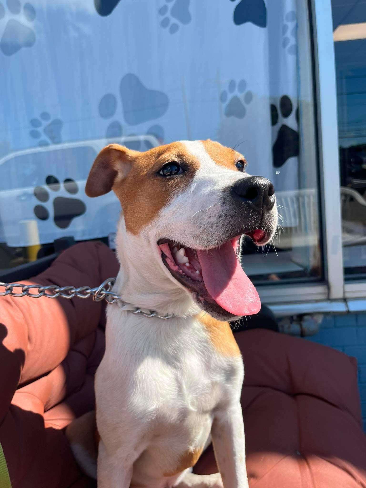 Enlarge Mac, an adopted mixed breed in Parma, OH image 3/5