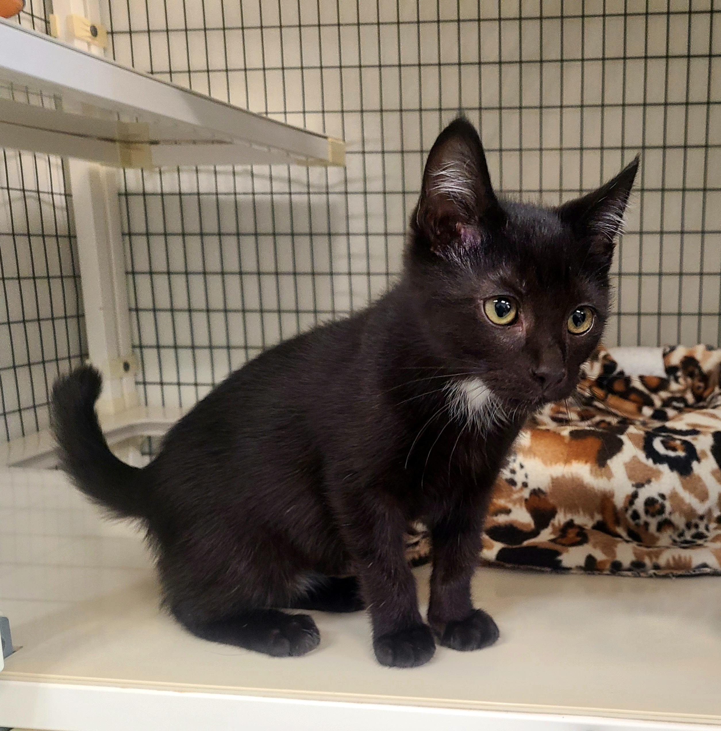 Enlarge Harley Quinn & Puddin', a ADOPTABLE Domestic Short Hair in Kirkland, WA image 2/2
