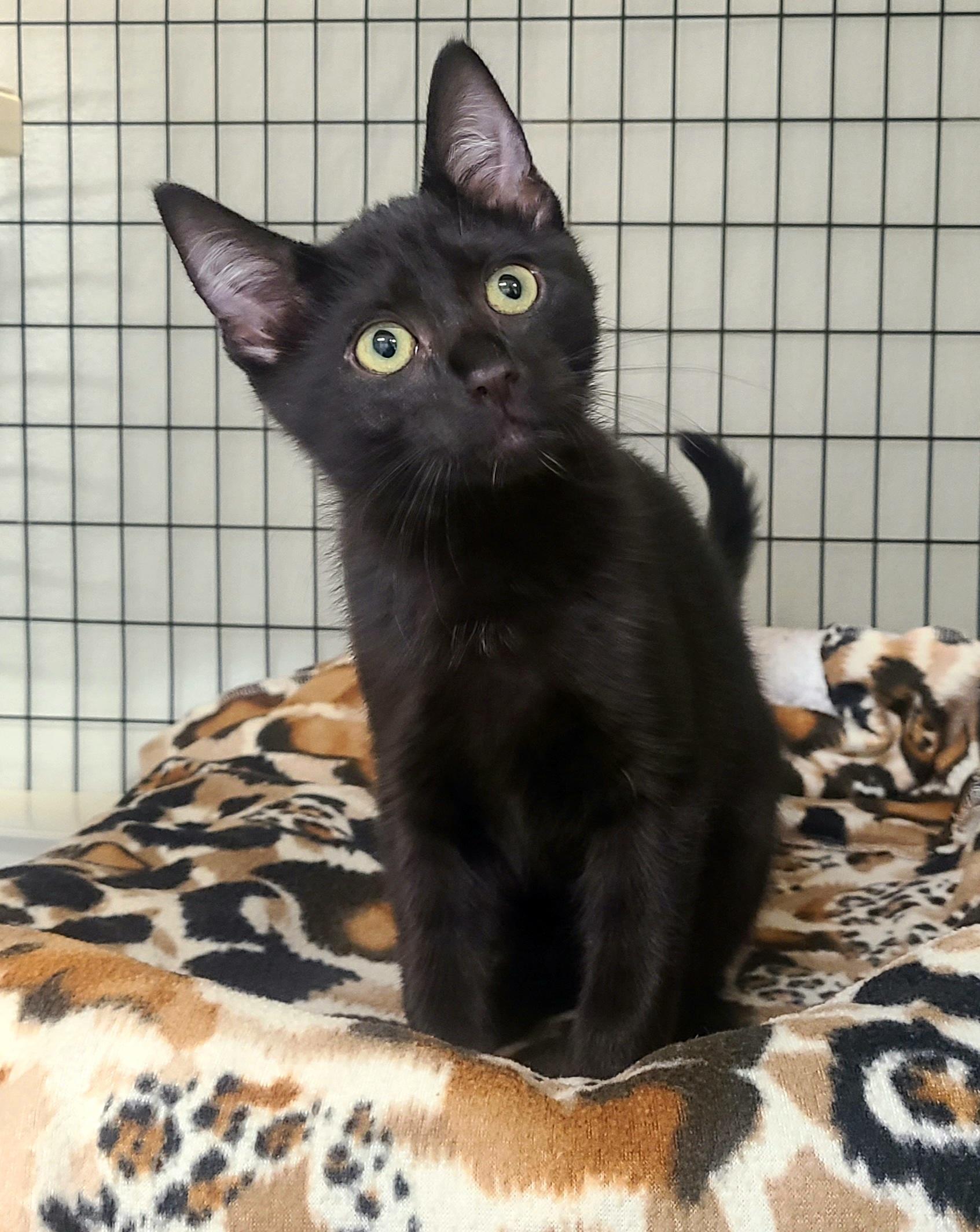 Harley Quinn & Puddin', ADOPTABLE, Kitten Male Domestic Short Hair.