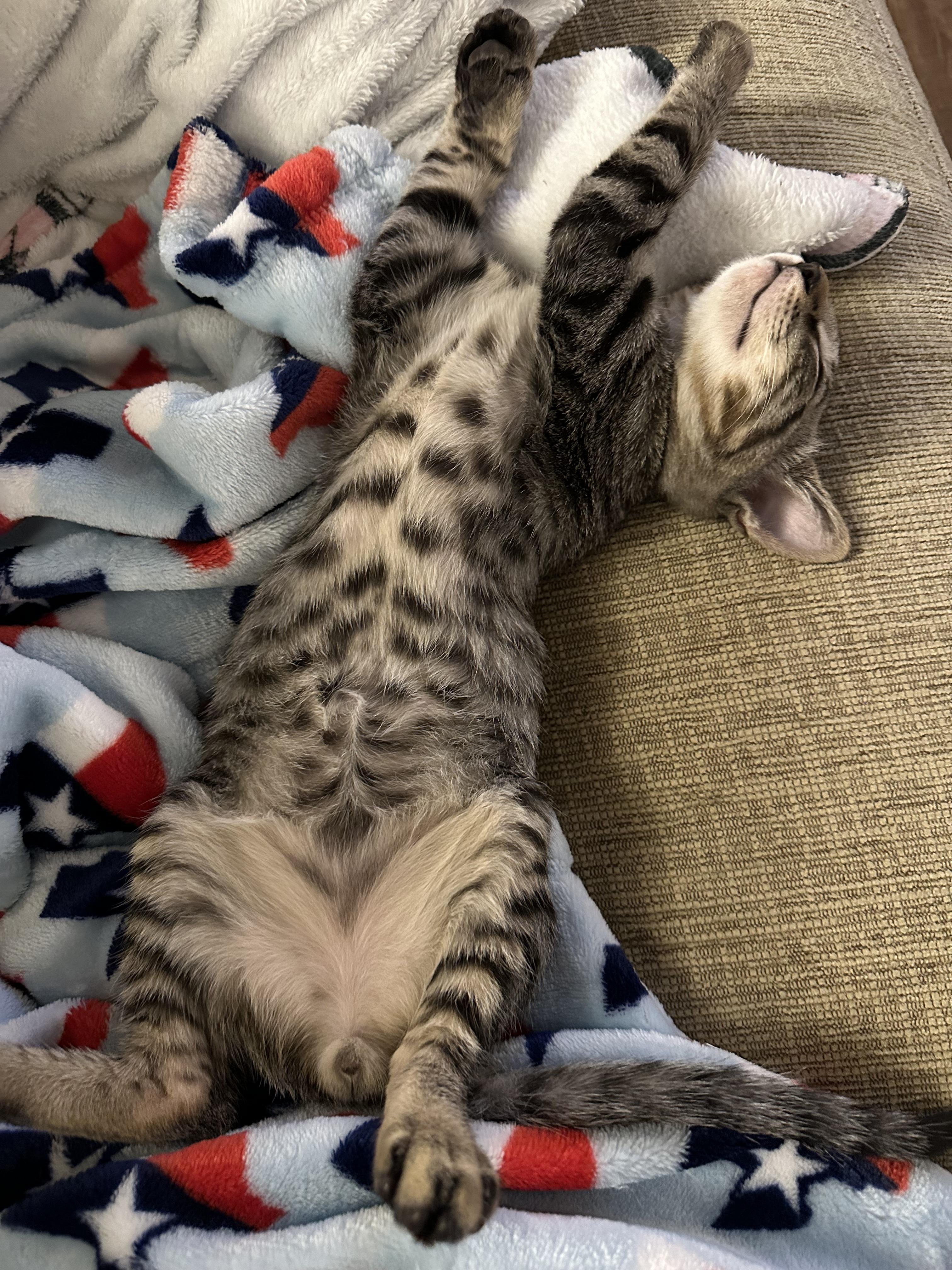 Jughead, a Adoptable Domestic Short Hair in Shreveport, LA image 3/3