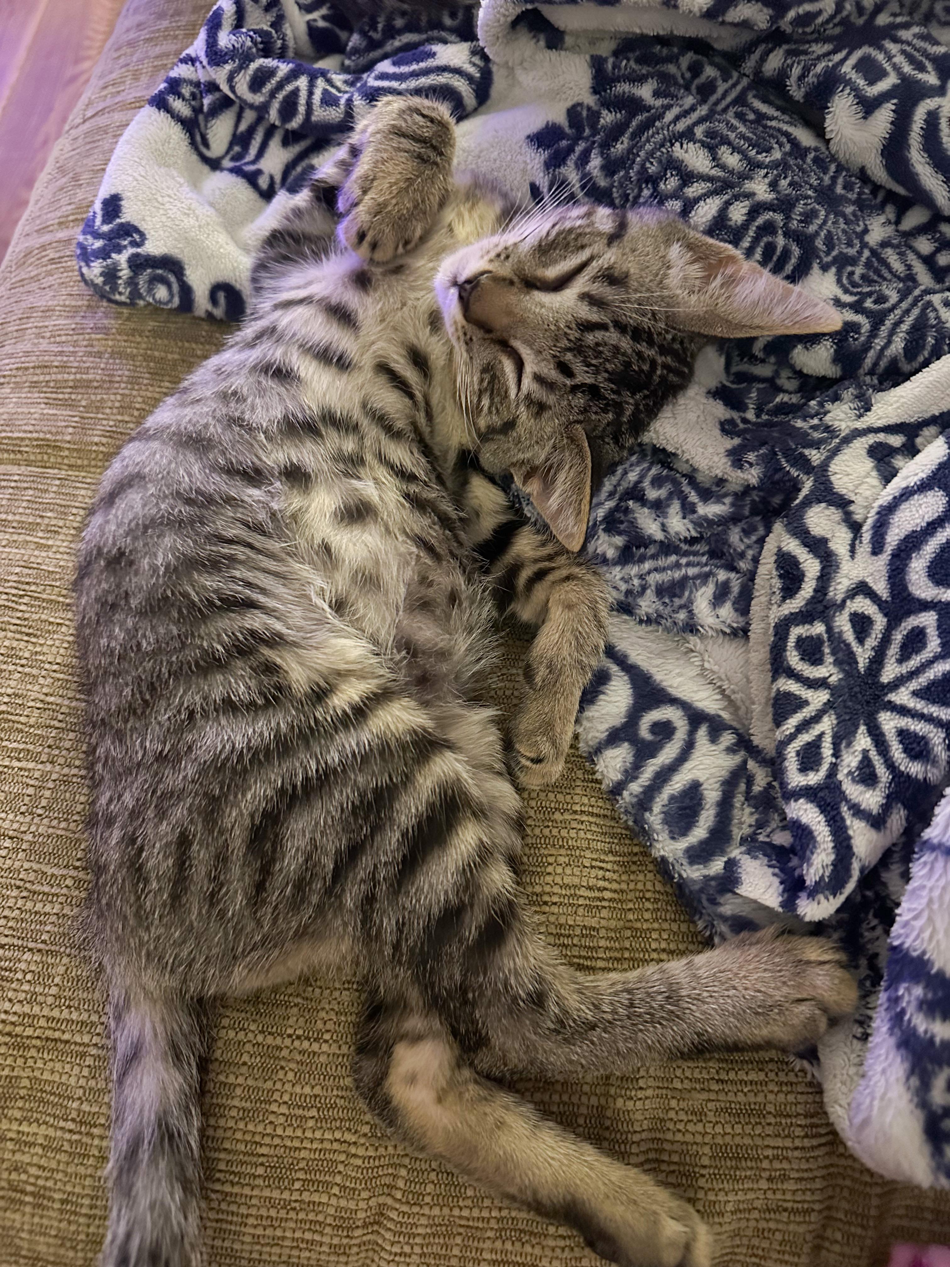 Jughead, a Adoptable Domestic Short Hair in Shreveport, LA image 1/3