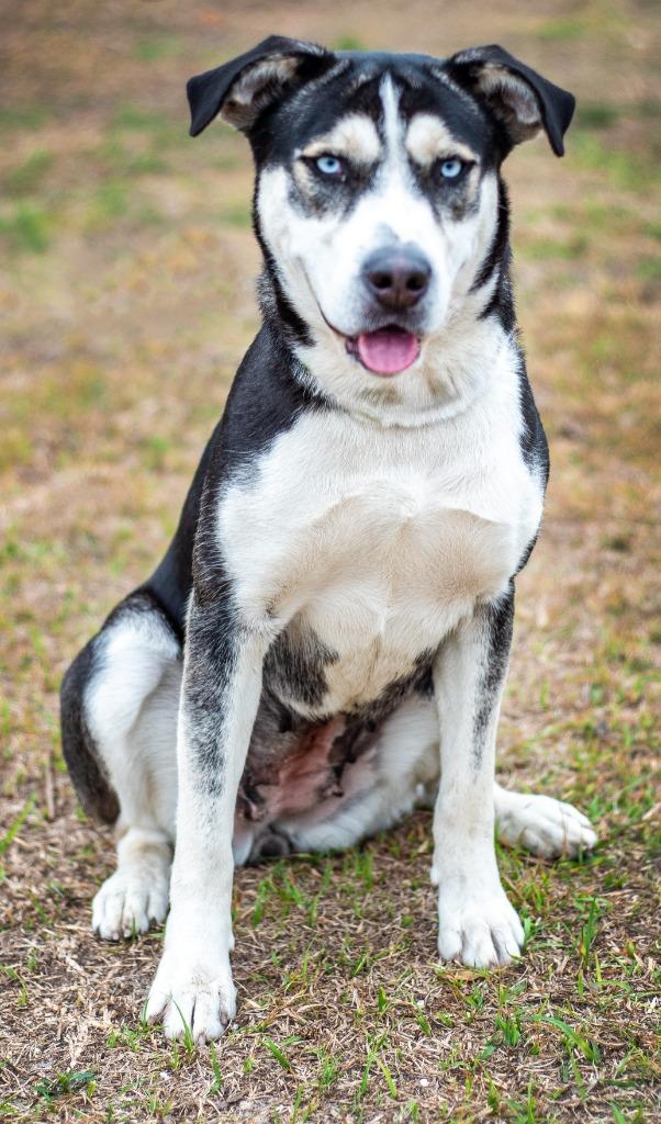 Enlarge Heather (Leila), a Adoptable Mixed Breed in Ocala, FL image 1/2