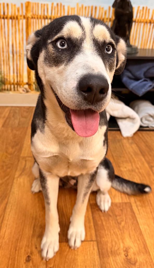 Enlarge Heather (Leila), a Adoptable Mixed Breed in Ocala, FL image 2/2