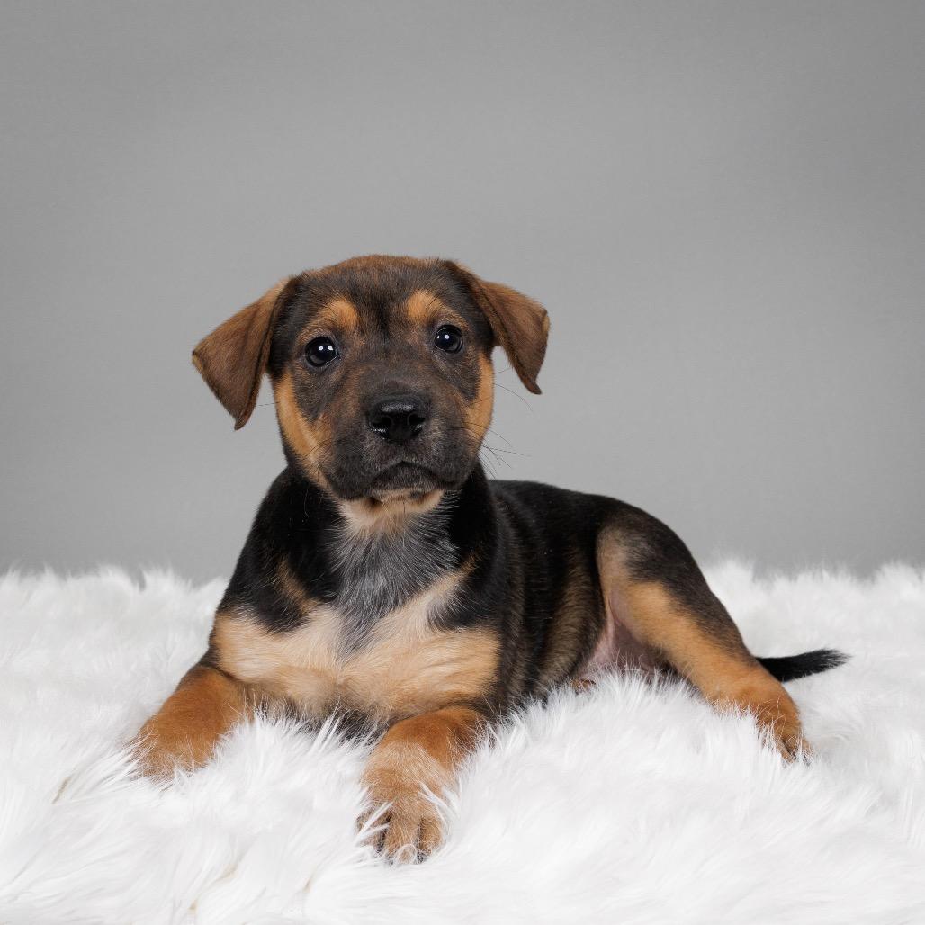 Florence, a Adoptable Cattle Dog in Crystal, MN image 1/3