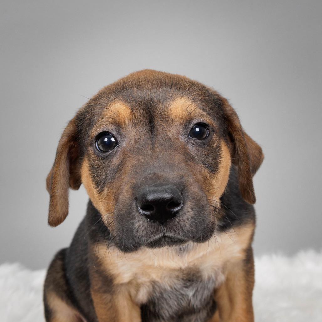 Florence, a Adoptable Cattle Dog in Crystal, MN image 2/3