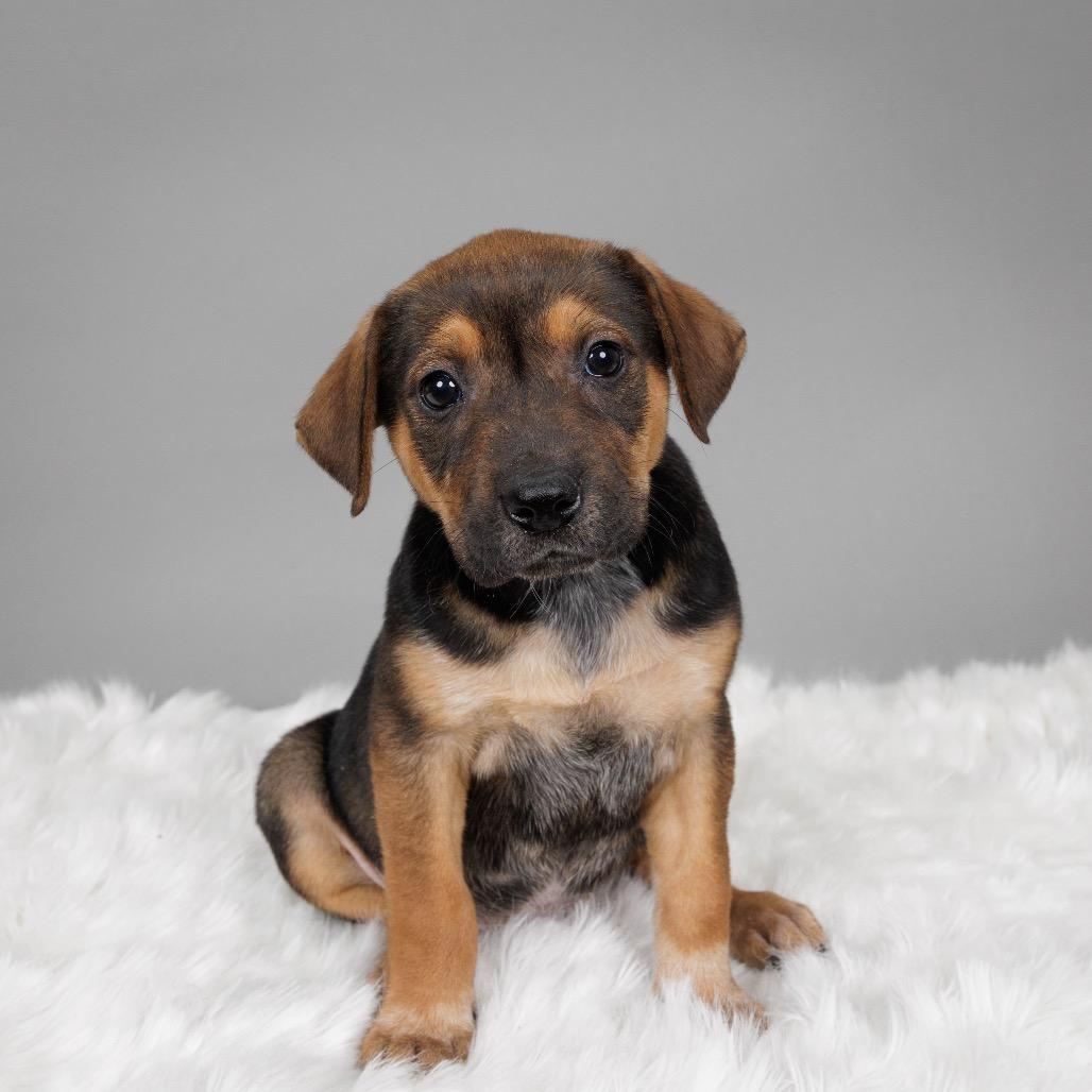 Florence, a Adoptable Cattle Dog in Crystal, MN image 3/3