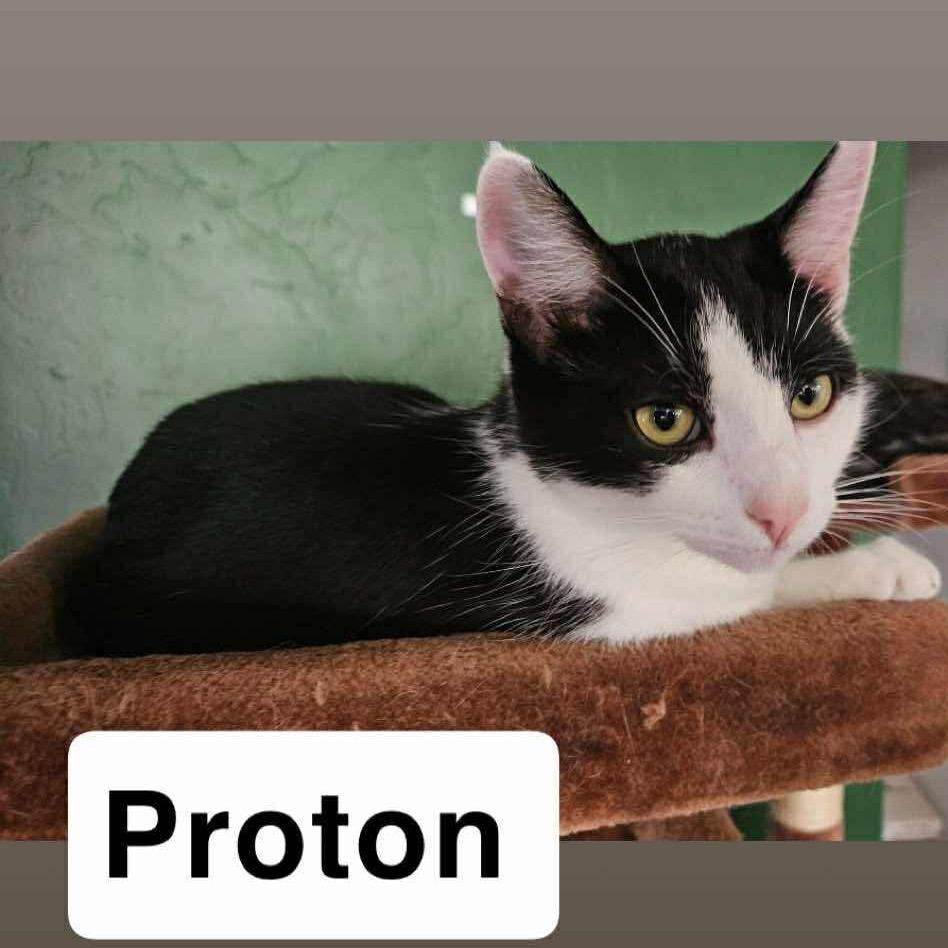 Proton, a Adoptable Domestic Short Hair image 1/3