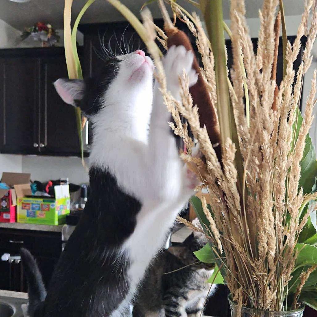 Proton, a Adoptable Domestic Short Hair image 2/3